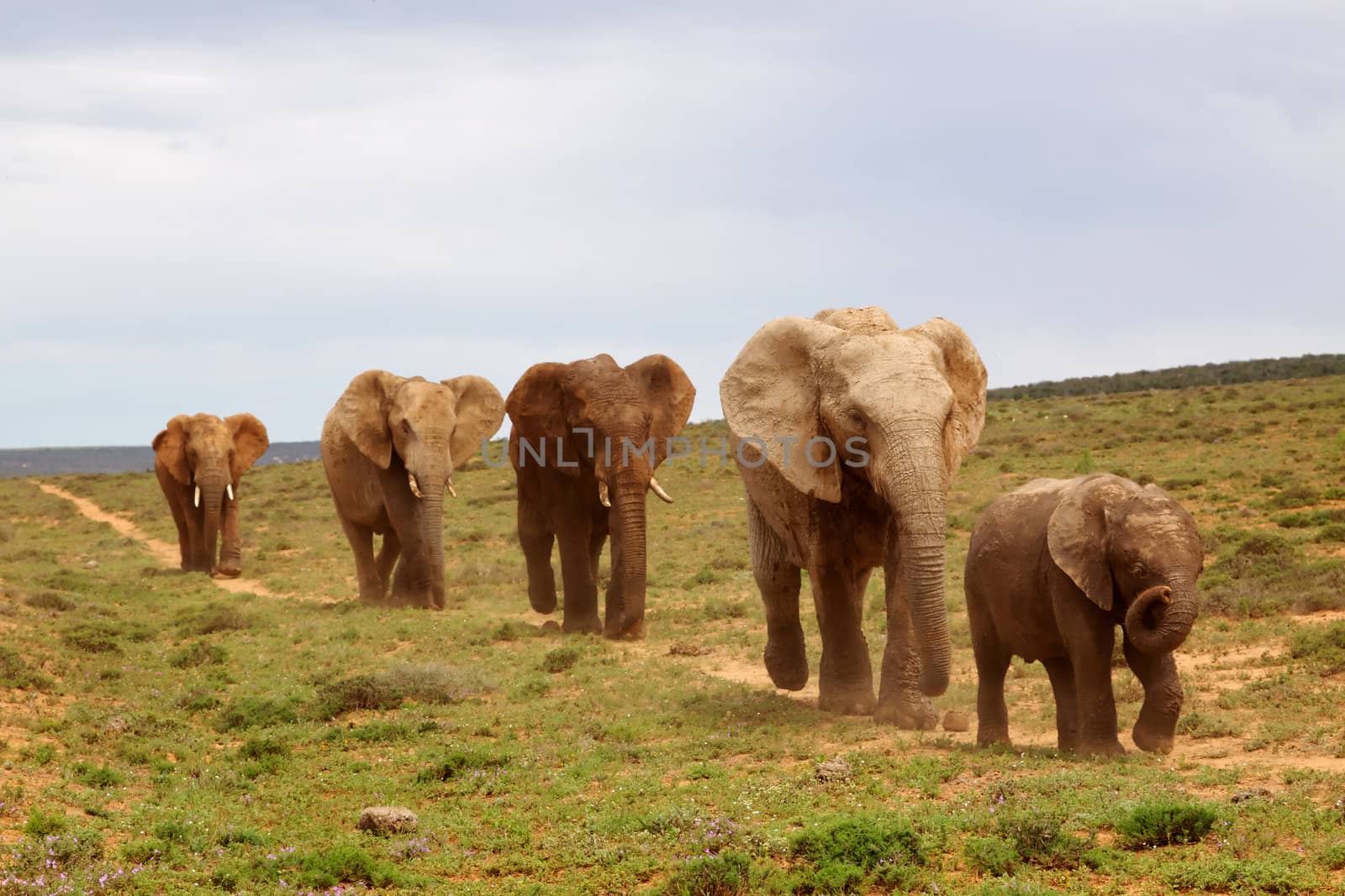 African Elephants by zambezi