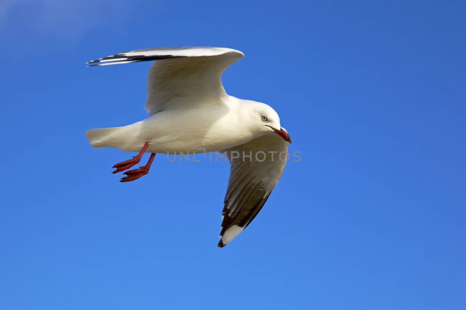 Native to New Zealand, Red-billed Gulls are found all round the coast.
