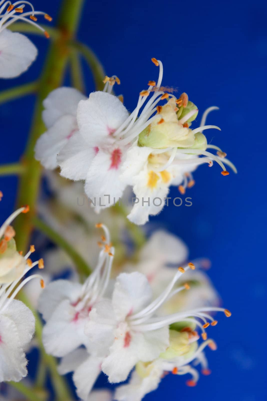 chestnut flowers, on a blue background, white flowers, petals from a flower, flowering time, the June bloom, a beautiful chestnut, chestnut candles