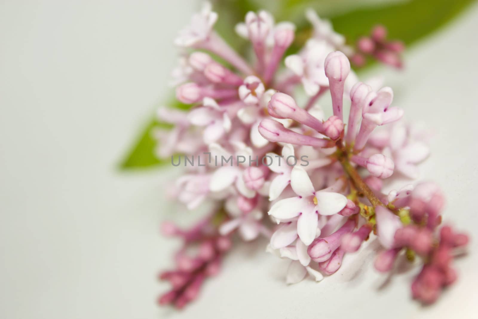 flowers lilac by Lyudmila