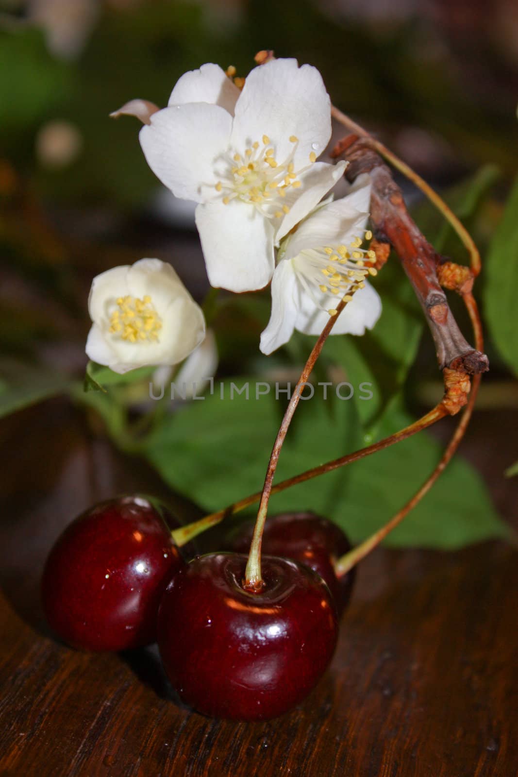 cherry by Lyudmila