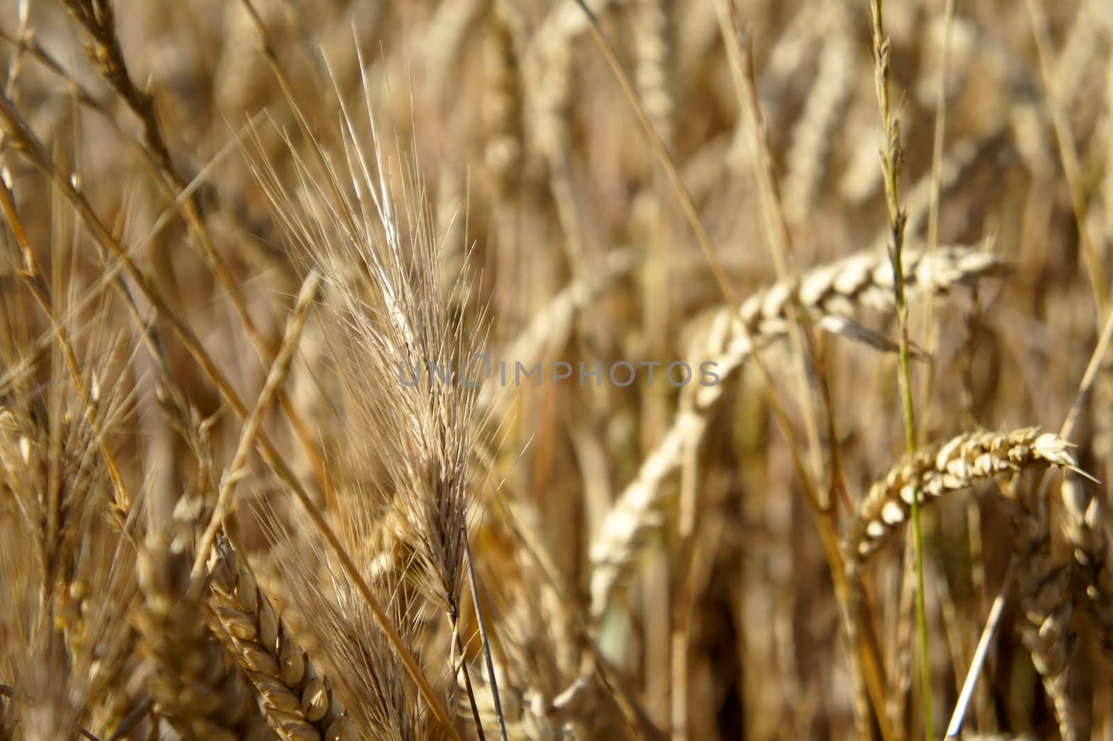 Wheat field of agriculture in summer