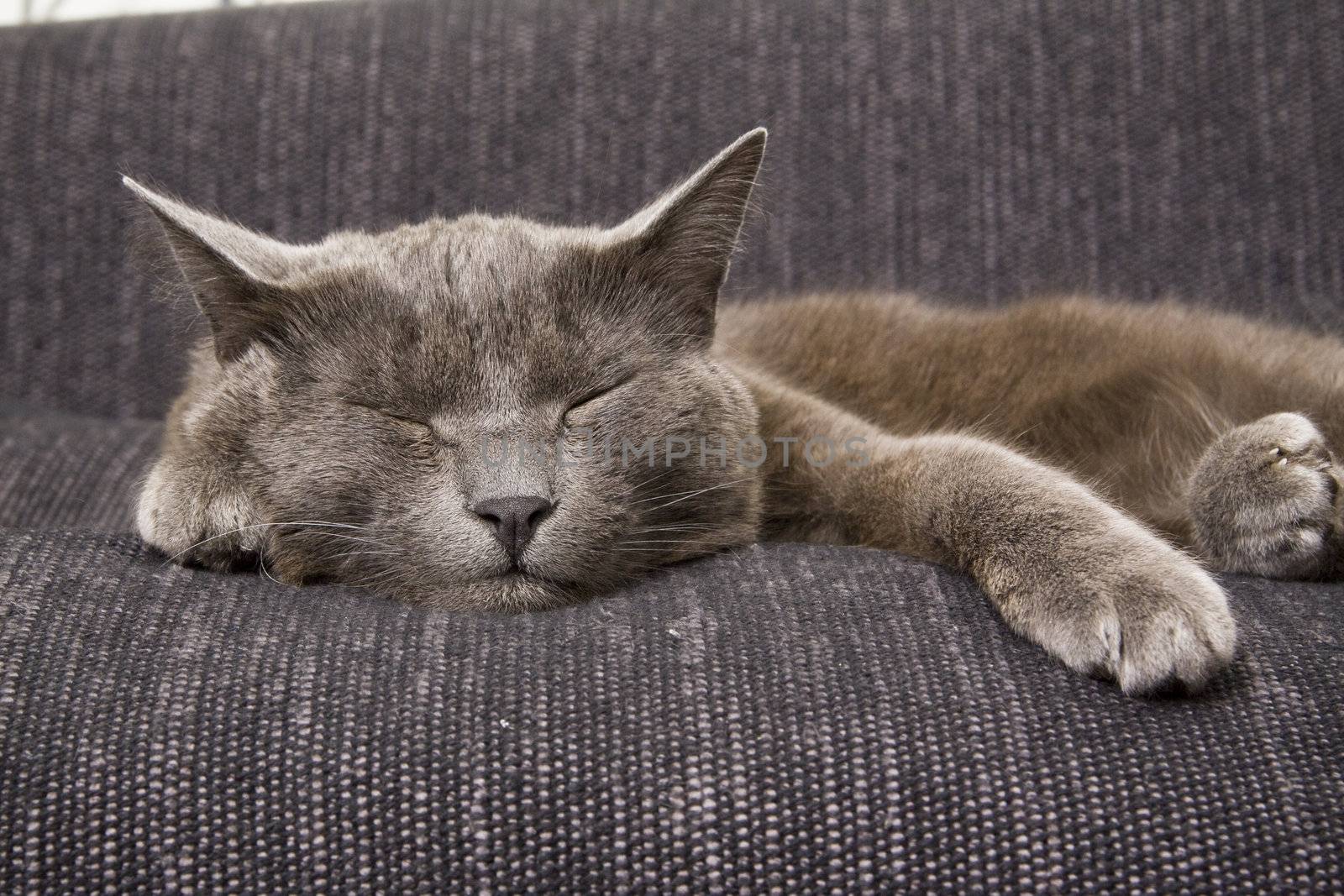 sleepy gray cat by ctacik