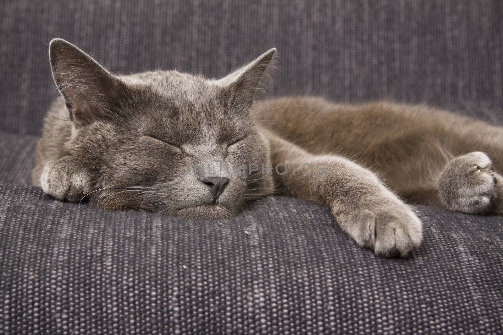 sleepy gray cat on a sofa