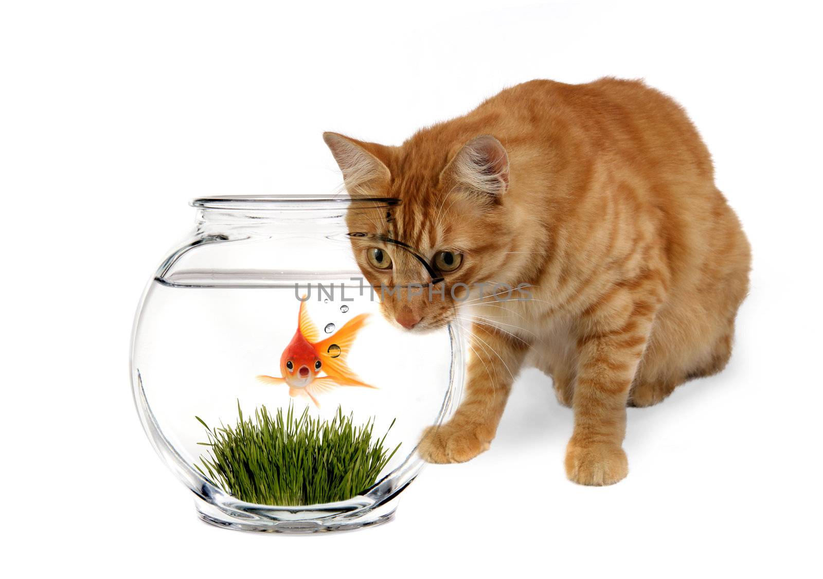 Calico Cat Waiting ot Prance on Scared Goldfish