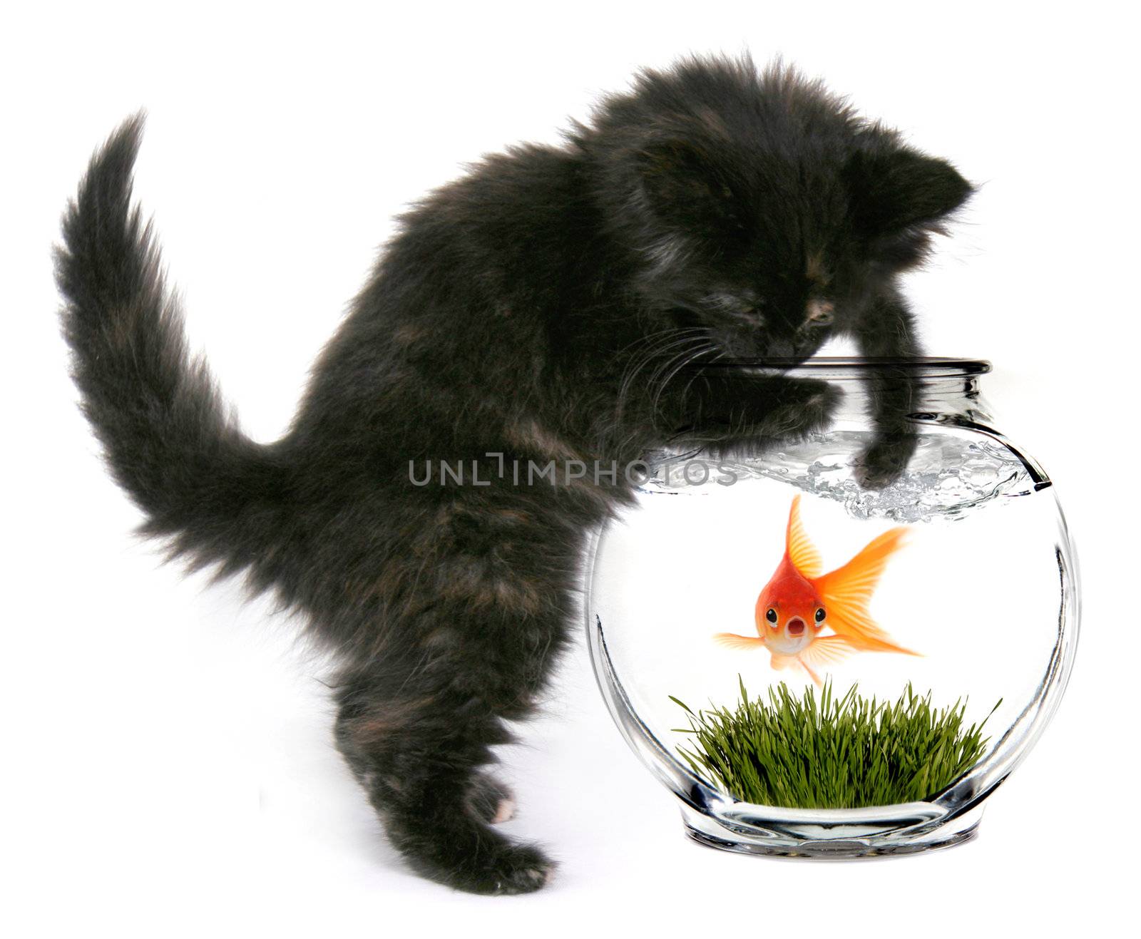 Black Cat Reaching Into Fishbowl With a Shocked Scared Goldfish Inside