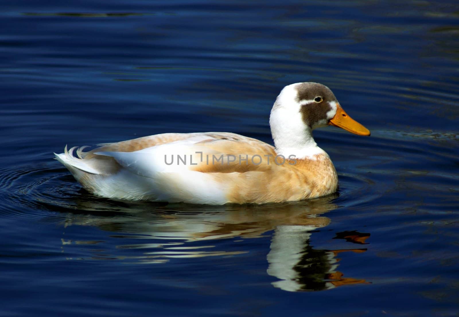 A Rare Indian Runner Duck swims in blue water of a lake