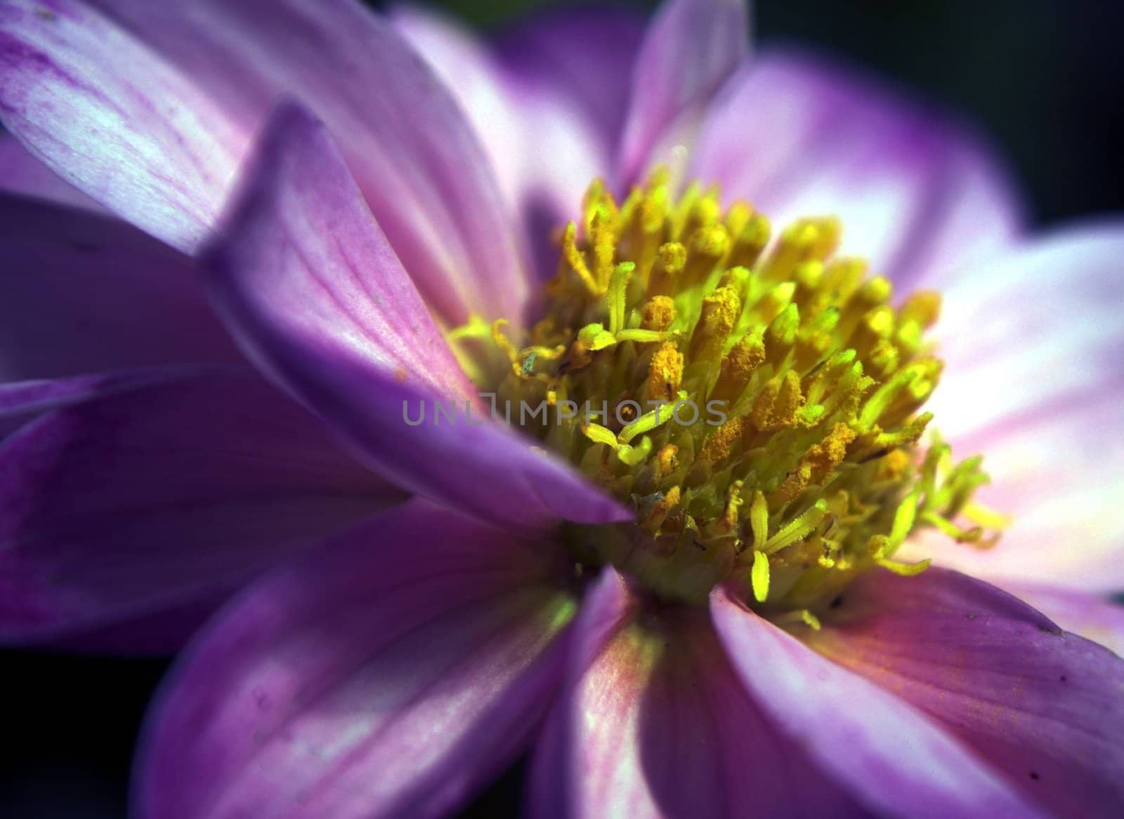 Closeup macro of a soft Purple and Yellow Dahlia flower