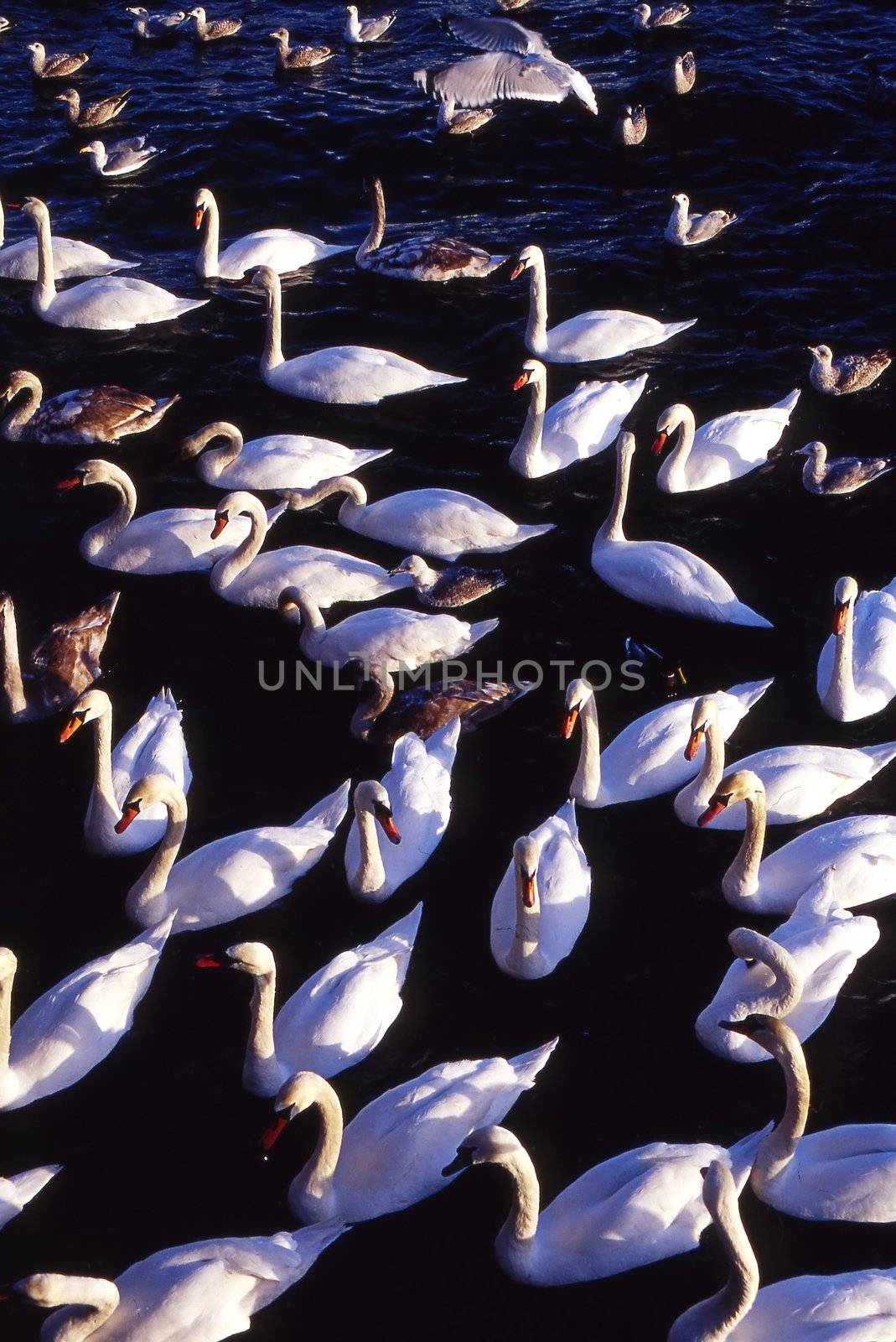 swans with it's familly in dark water