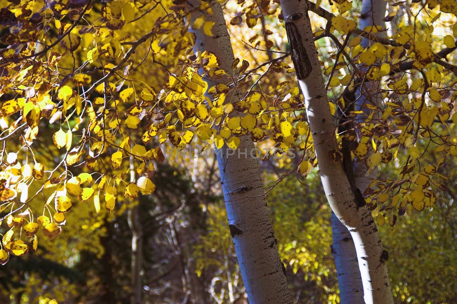 Autumn Golden Aspen Closeup by jdebordphoto