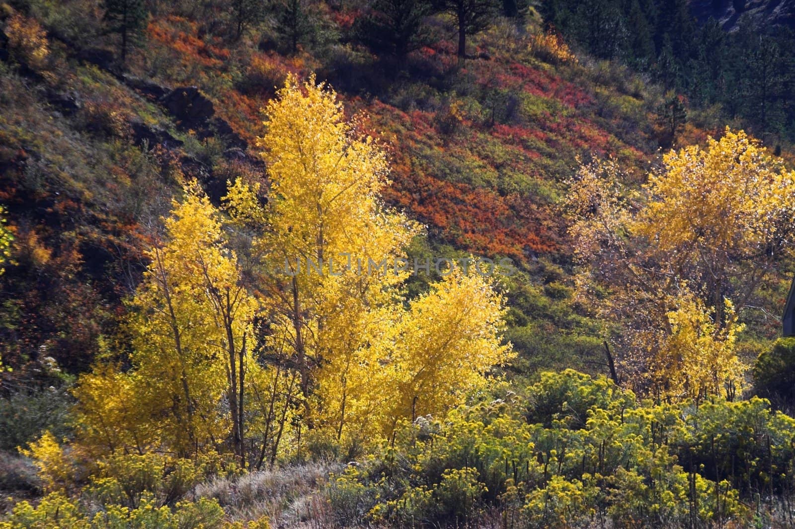 Colorful Fall Aspen on Hillside