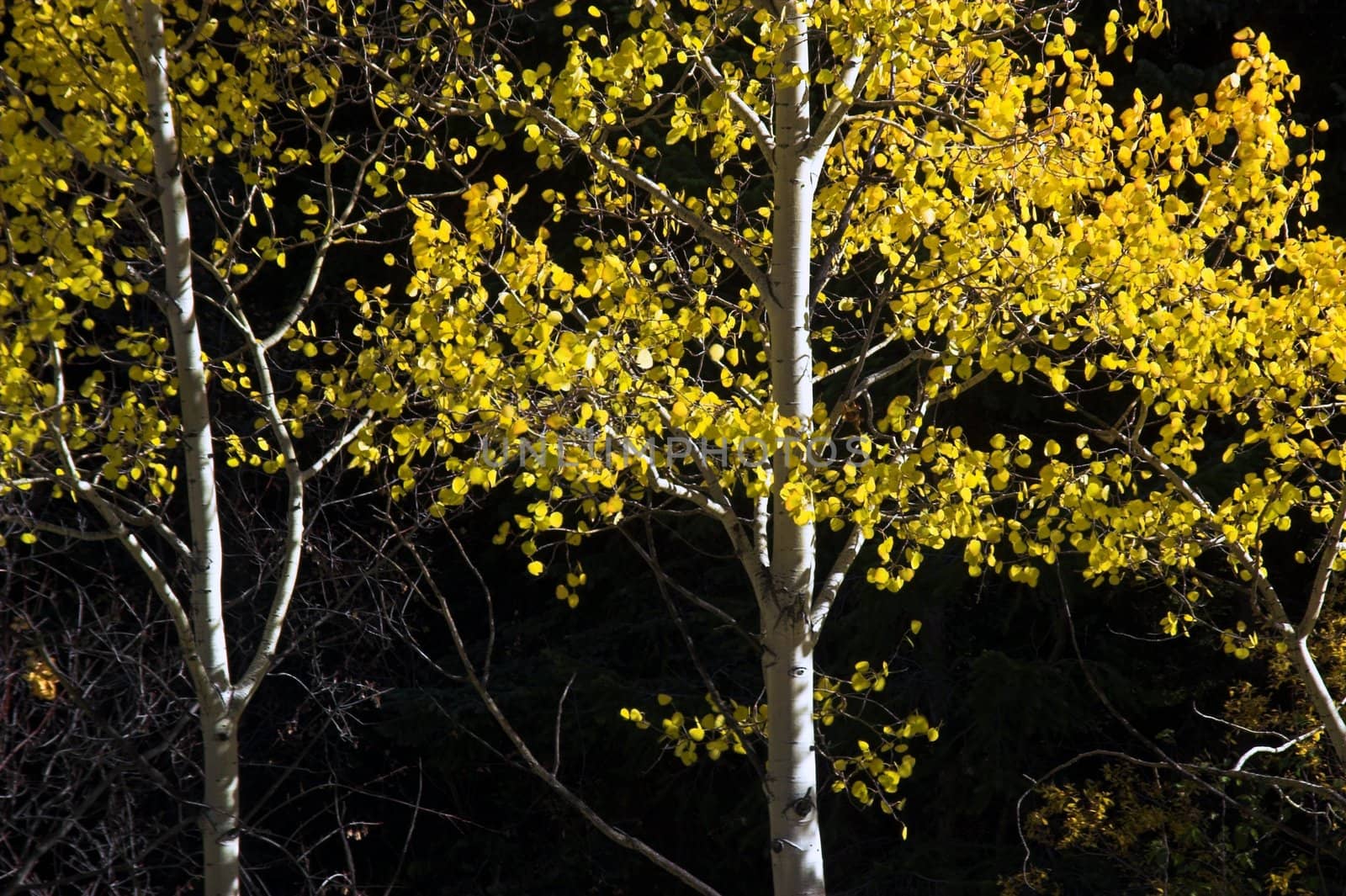 Golden Aspen Trees by jdebordphoto