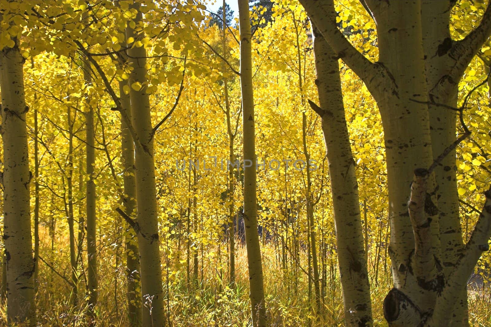 Golden Fall Trees by jdebordphoto