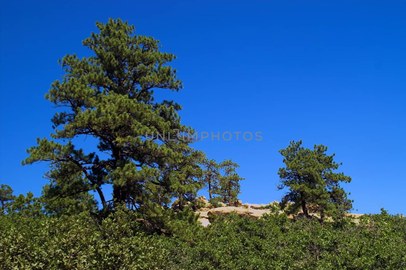 Pine Trees by jdebordphoto