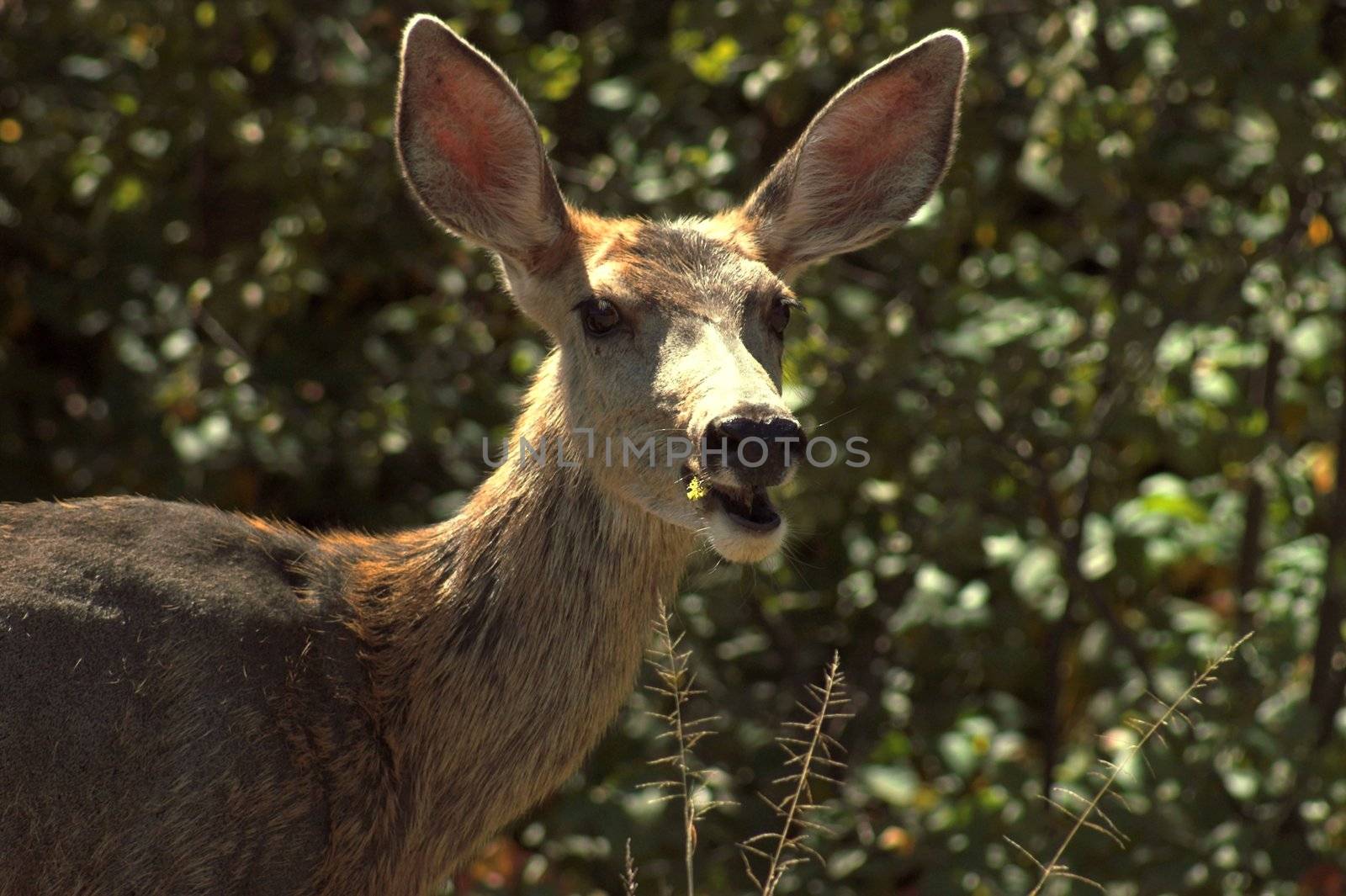 Mule Deer by jdebordphoto