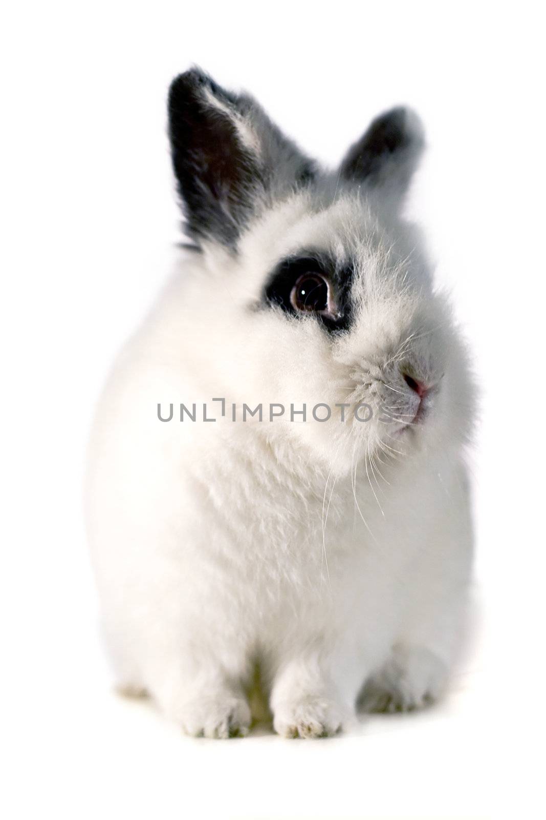 Portrait of one small rabbit