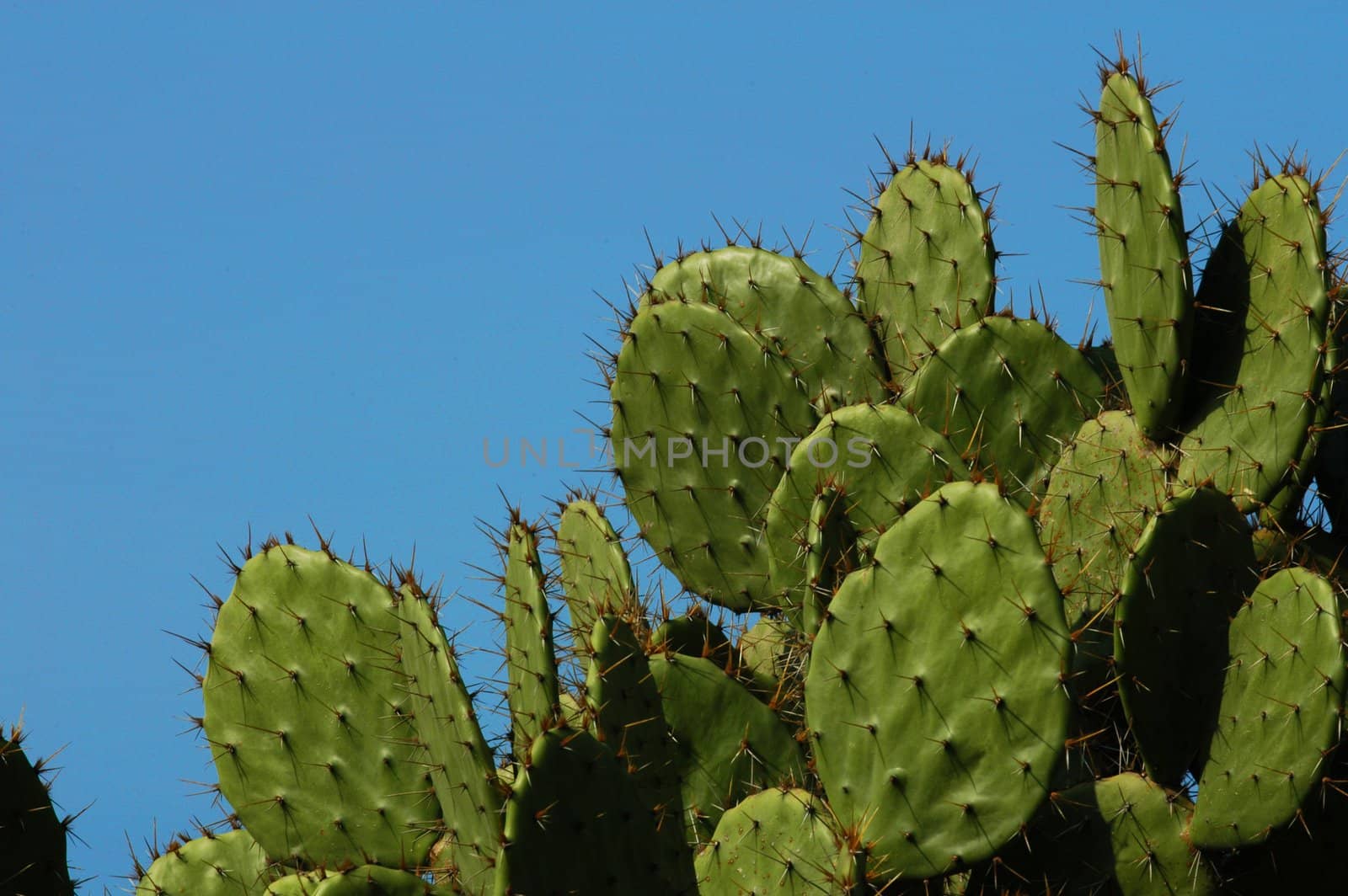 Detail of cactus growing in  Puerto Escondido