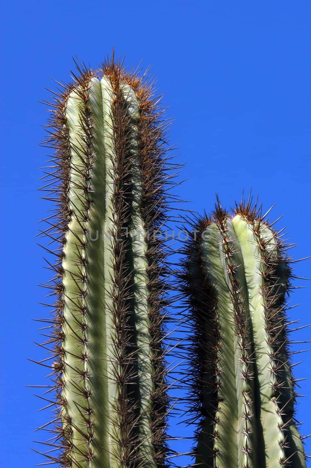 Detail of cactus growing in Puerto Escondido by haak78