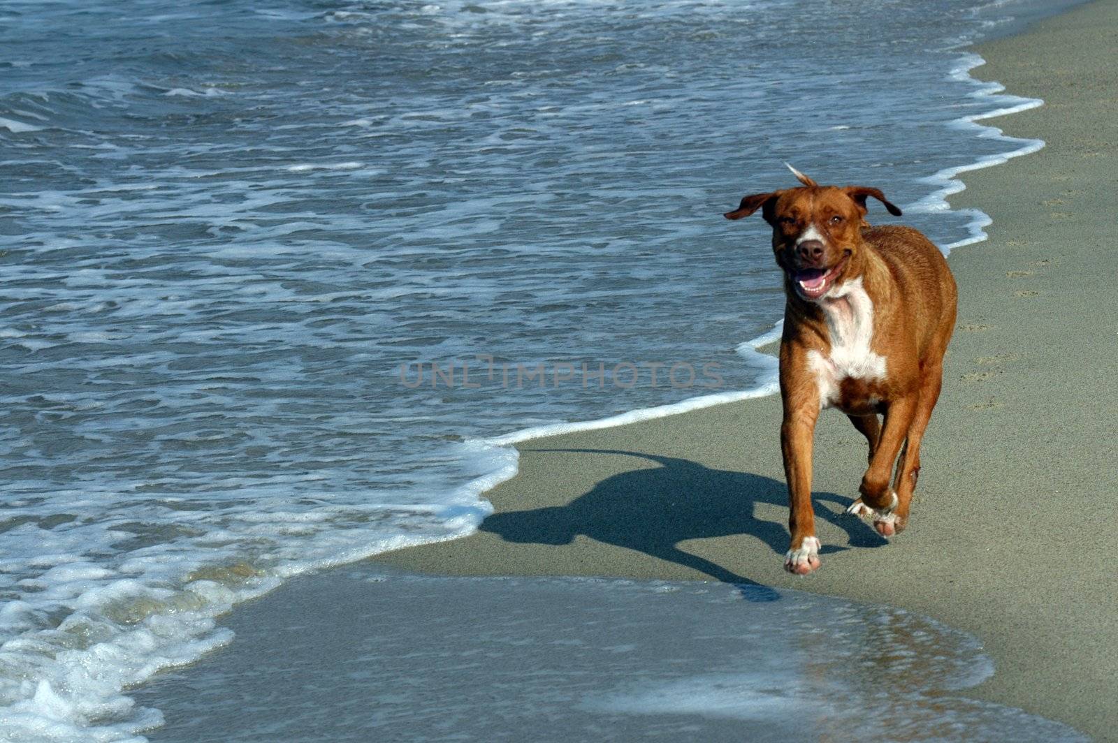 Dog running on the beach, Puerto Escondido