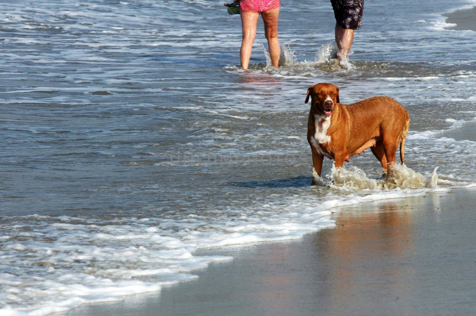 Dog running on the beach, Puerto Escondido by haak78