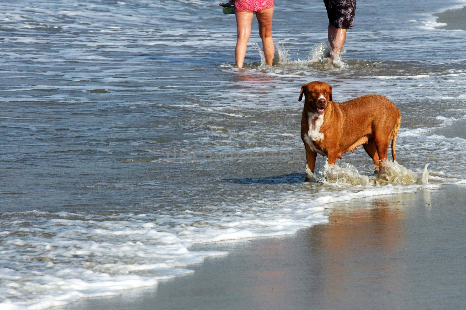 Dog running on the beach, Puerto Escondido