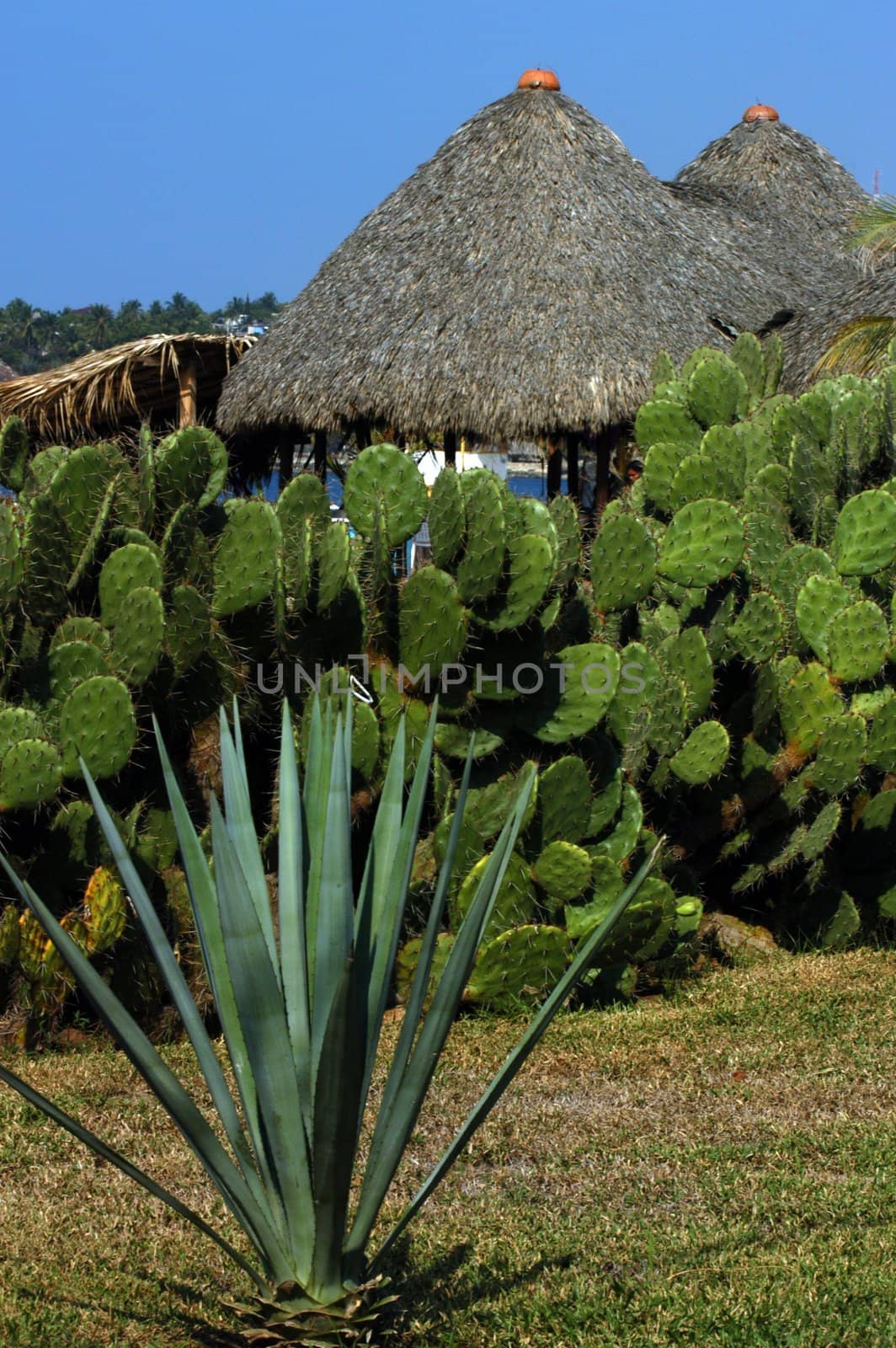 Strawy huts with cactuses around in Puerto Escondido by haak78