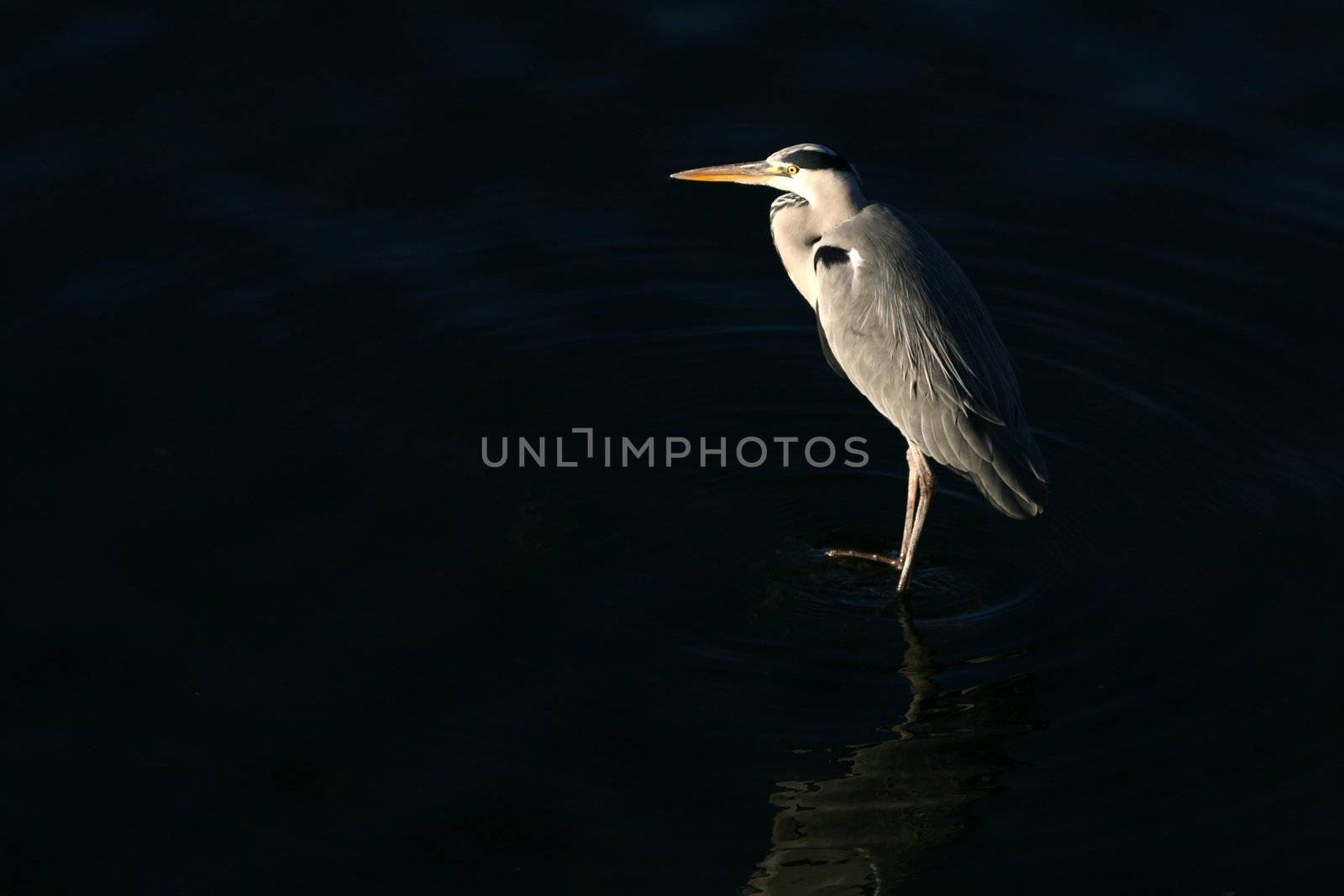 Grey Heron fishing at the waterside