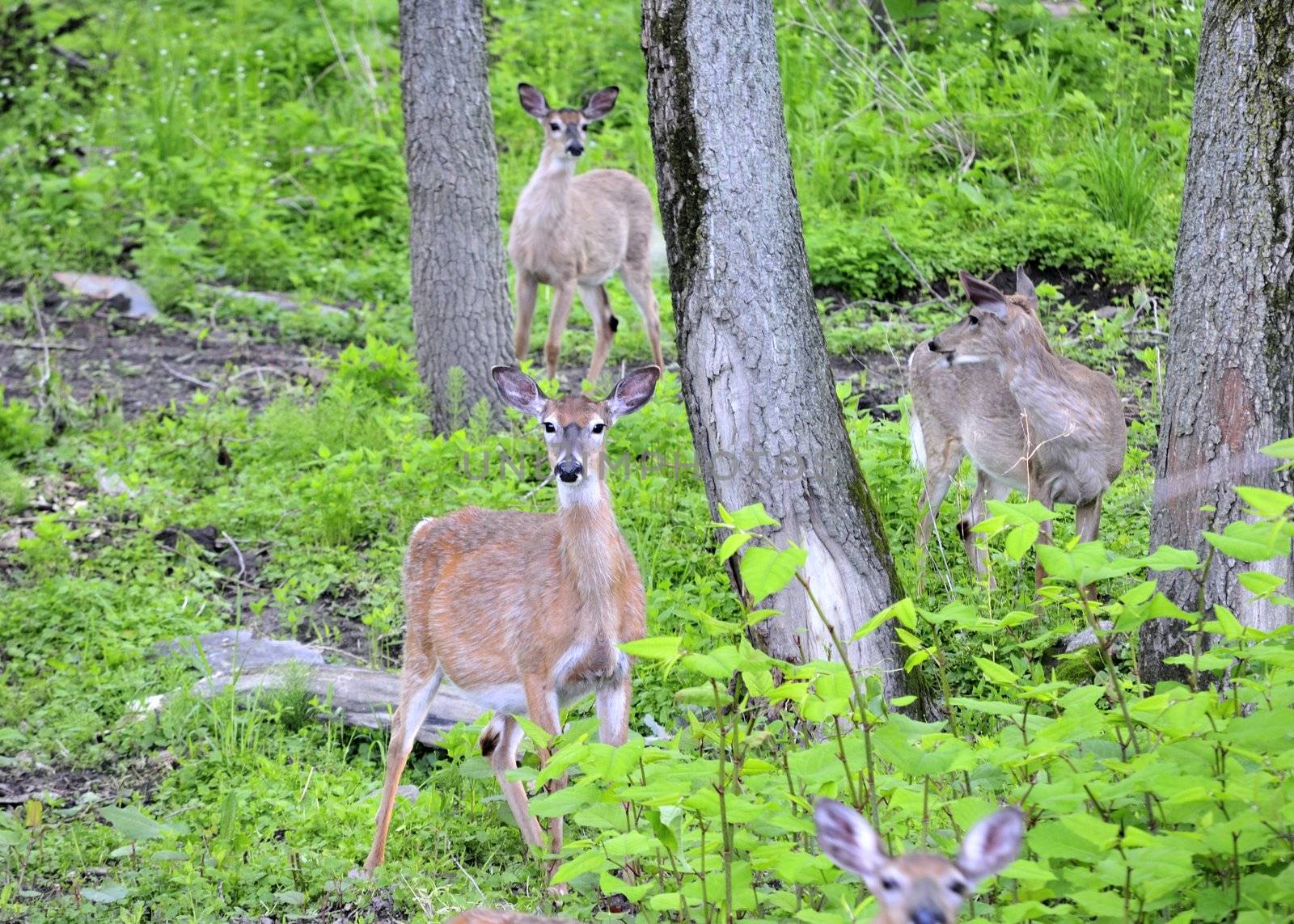 Pregnant Whitetail deer does standing in the woods in the early morning.