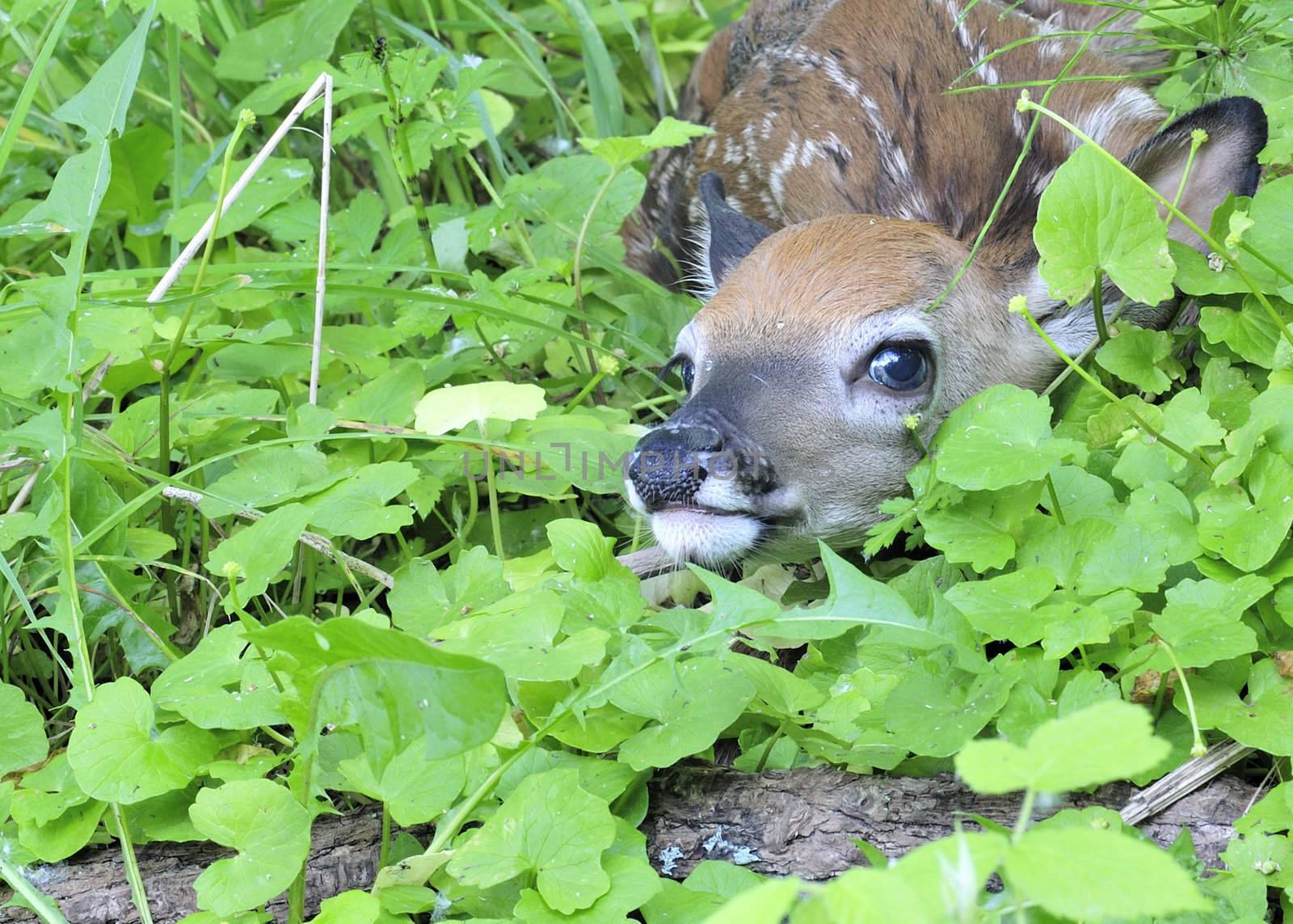A newborn whitetail deer fawn hiding in the grass.
