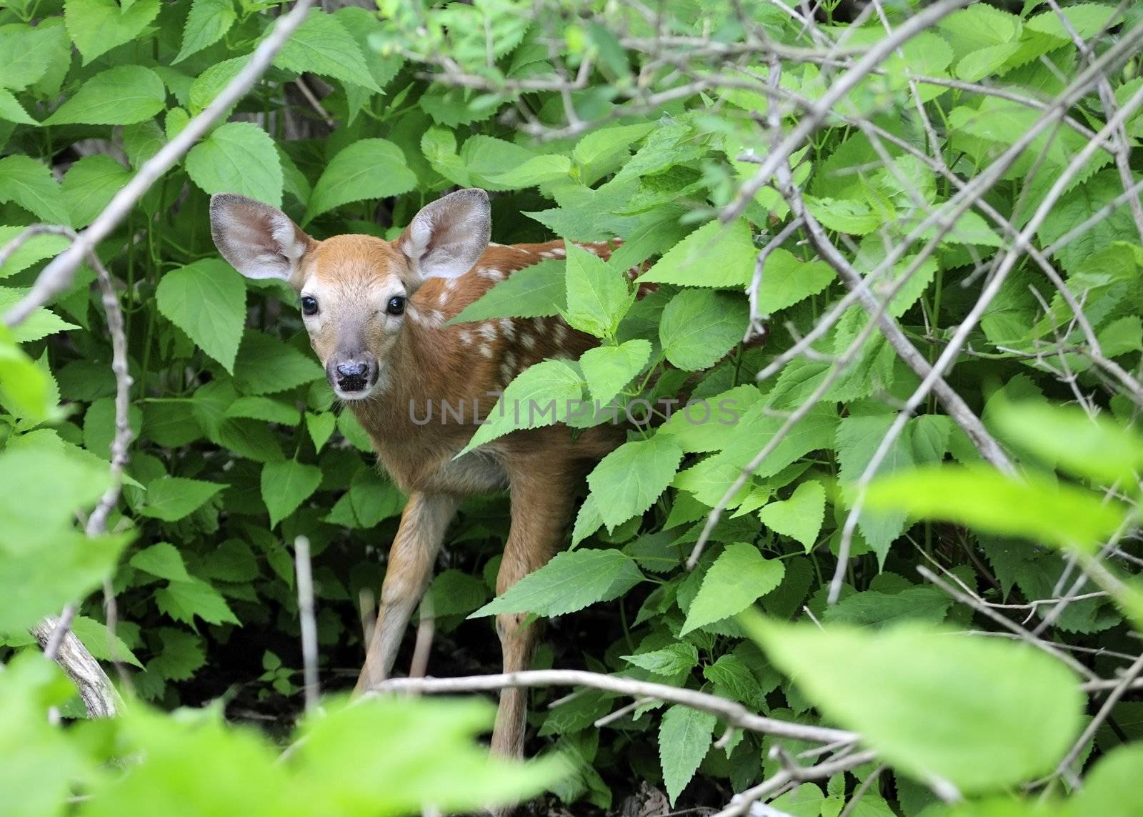 A whitetail deer fawn standing in a thicket