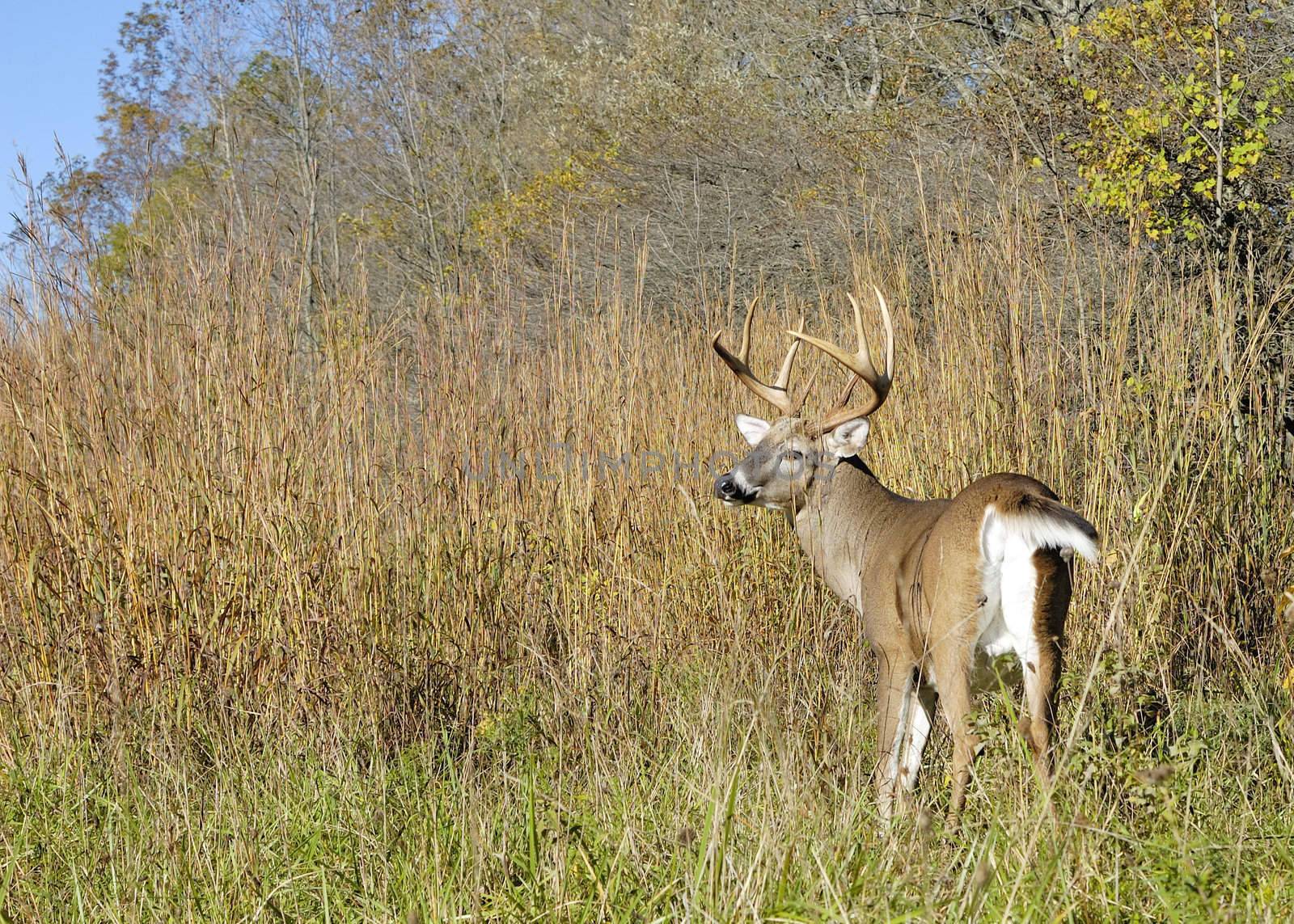 A whitetail deer buck standing in a field.