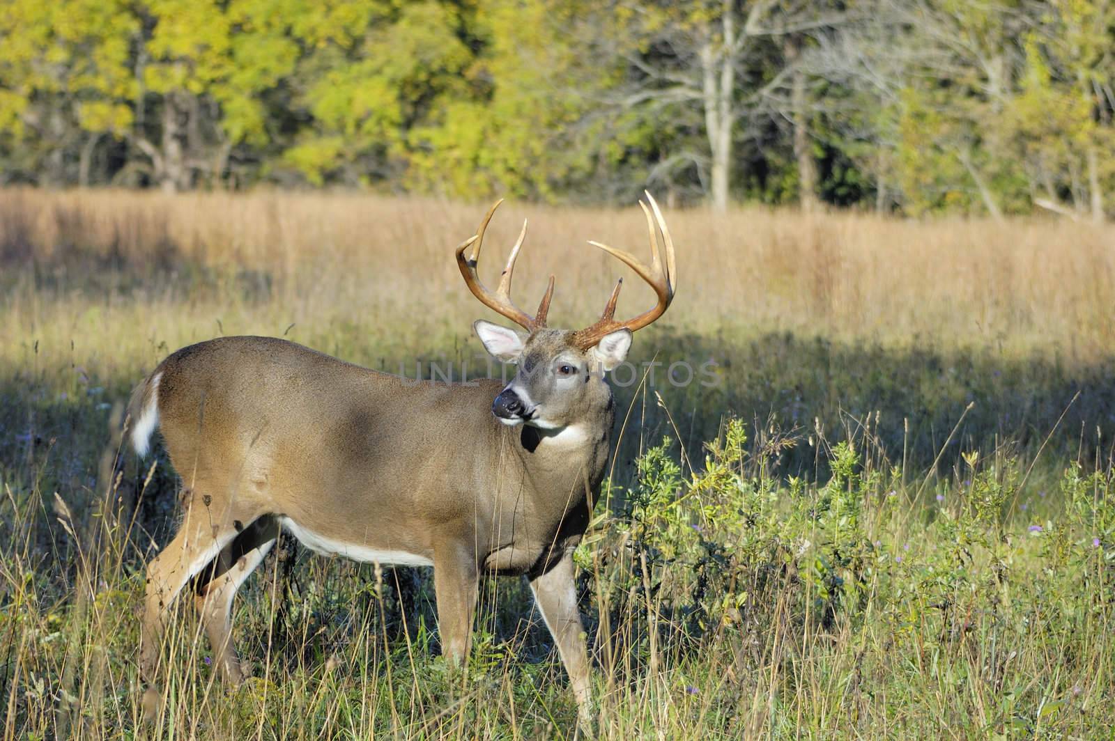 A whitetail deer buck in standing in a field.