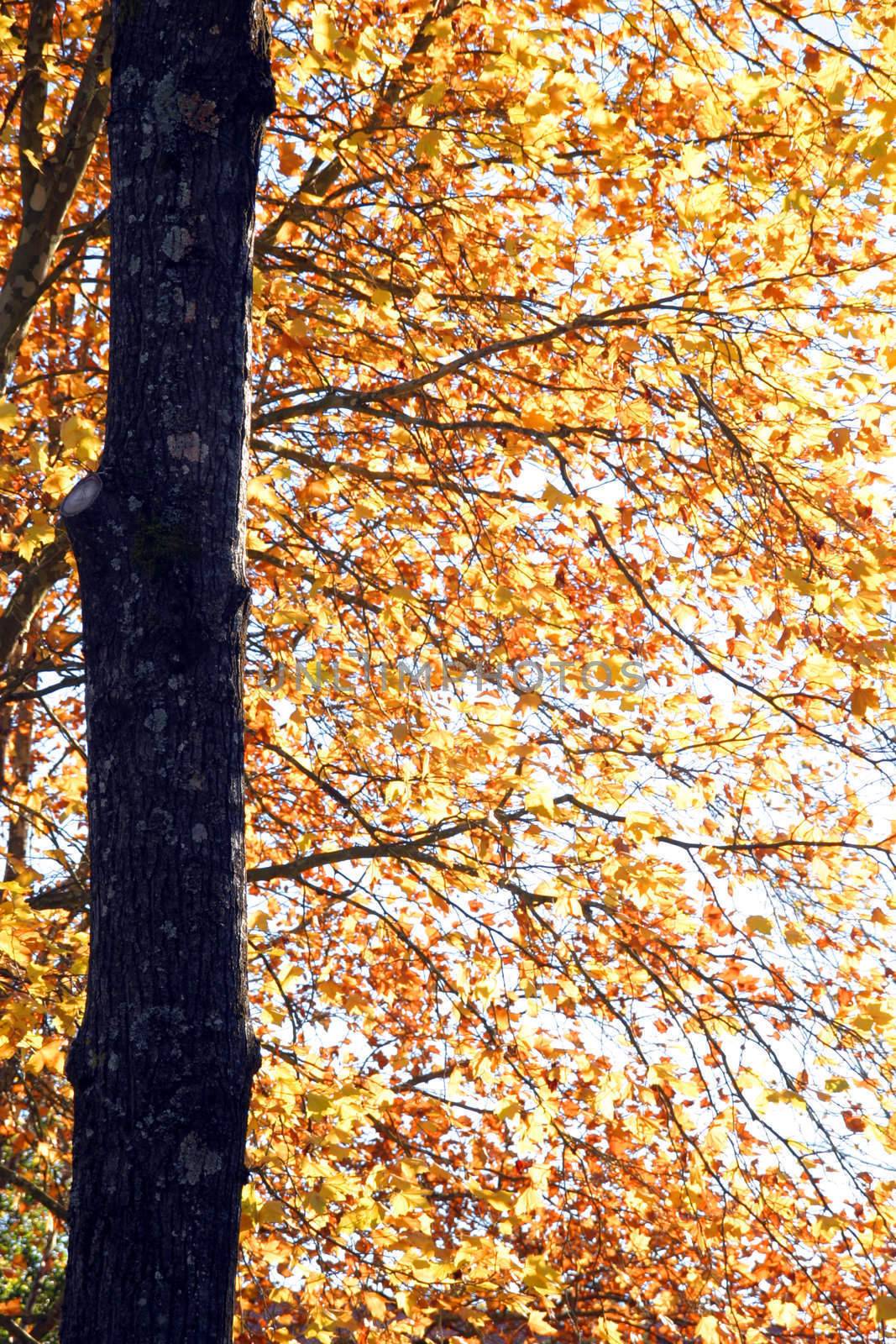 nice and cold autumn landscape