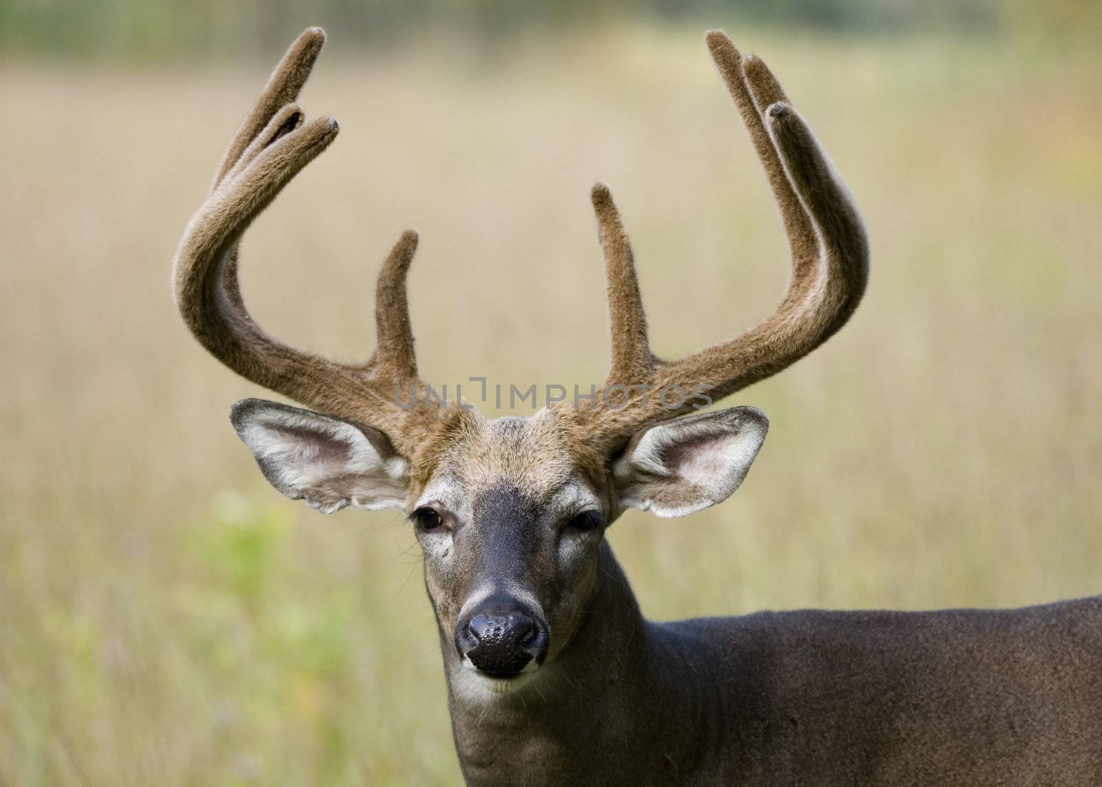 Buck Whitetail Deer (Odocoileus virginianus) by brm1949