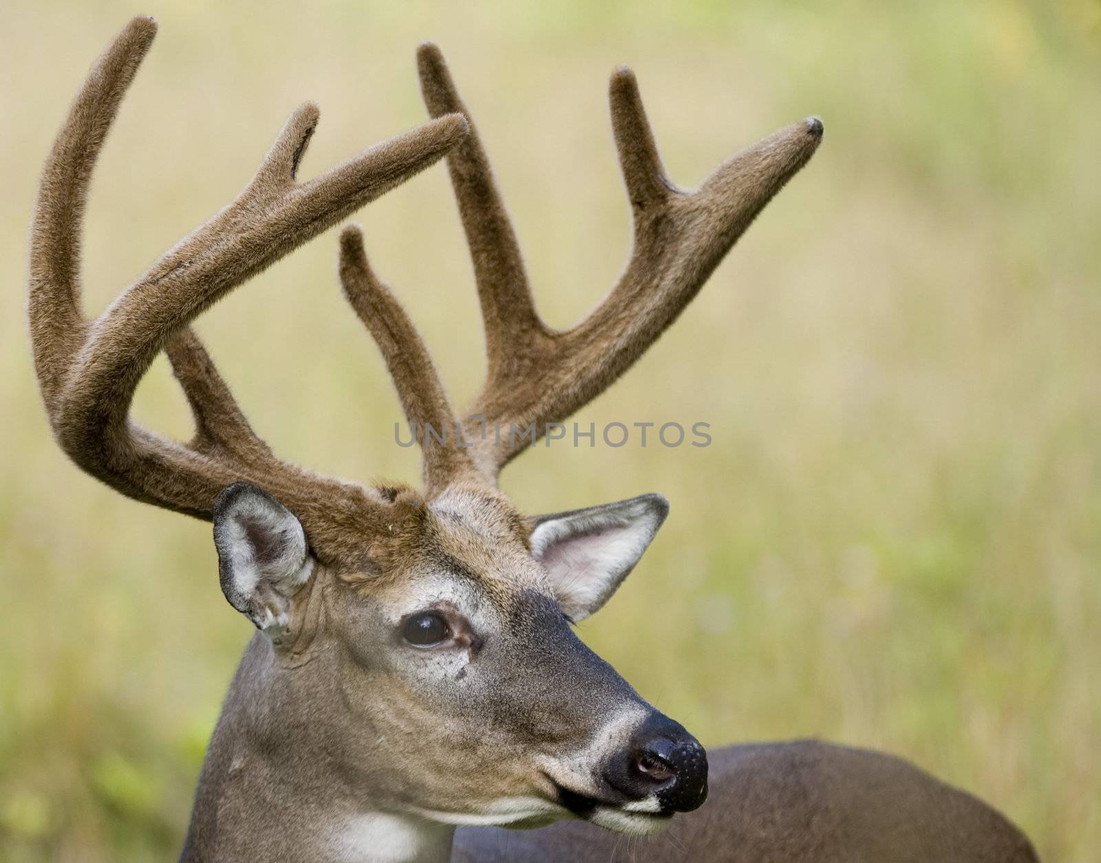 Whitetail deer buck in summer velvet.