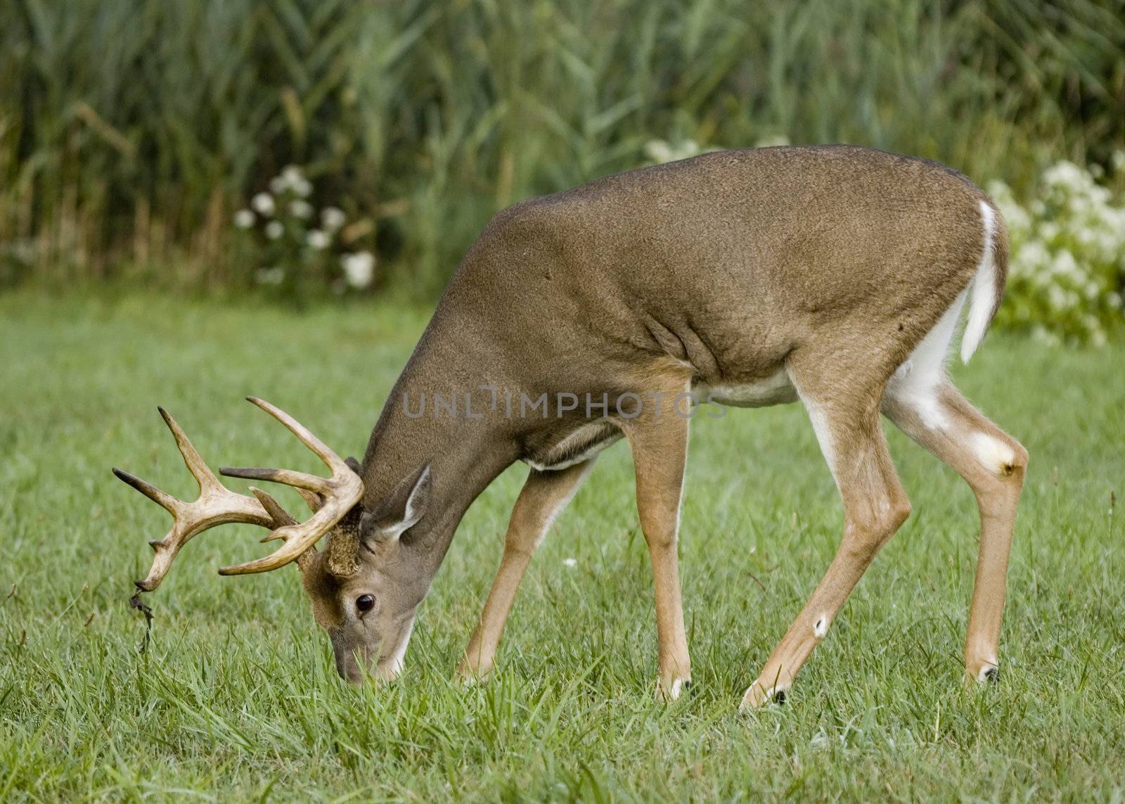 Browsing whitetail deer buck.