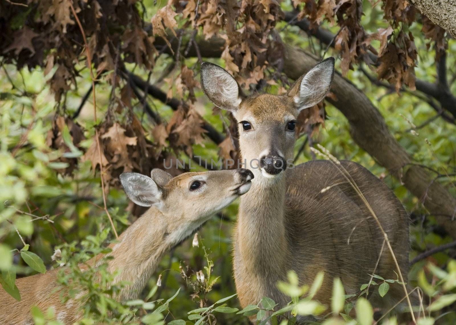 Whitetail Doe With Fawn (Odocoileus virginianus) by brm1949