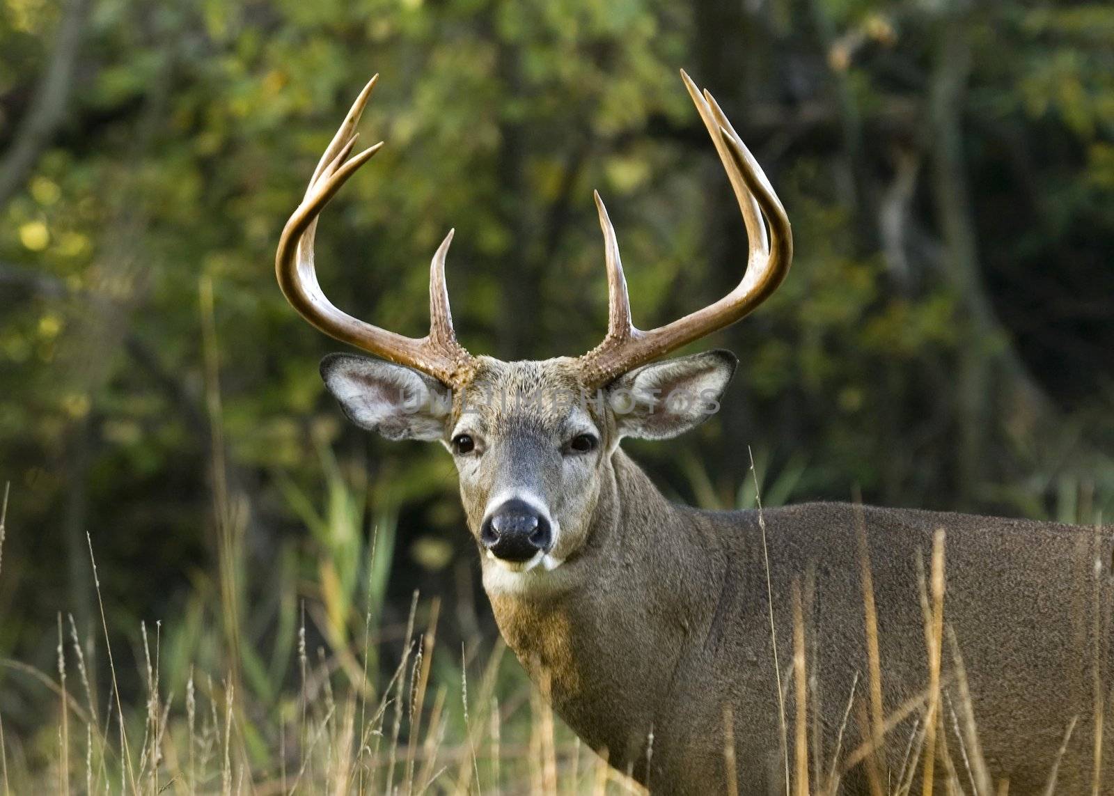 Whitetail deer buck close-up head shot.