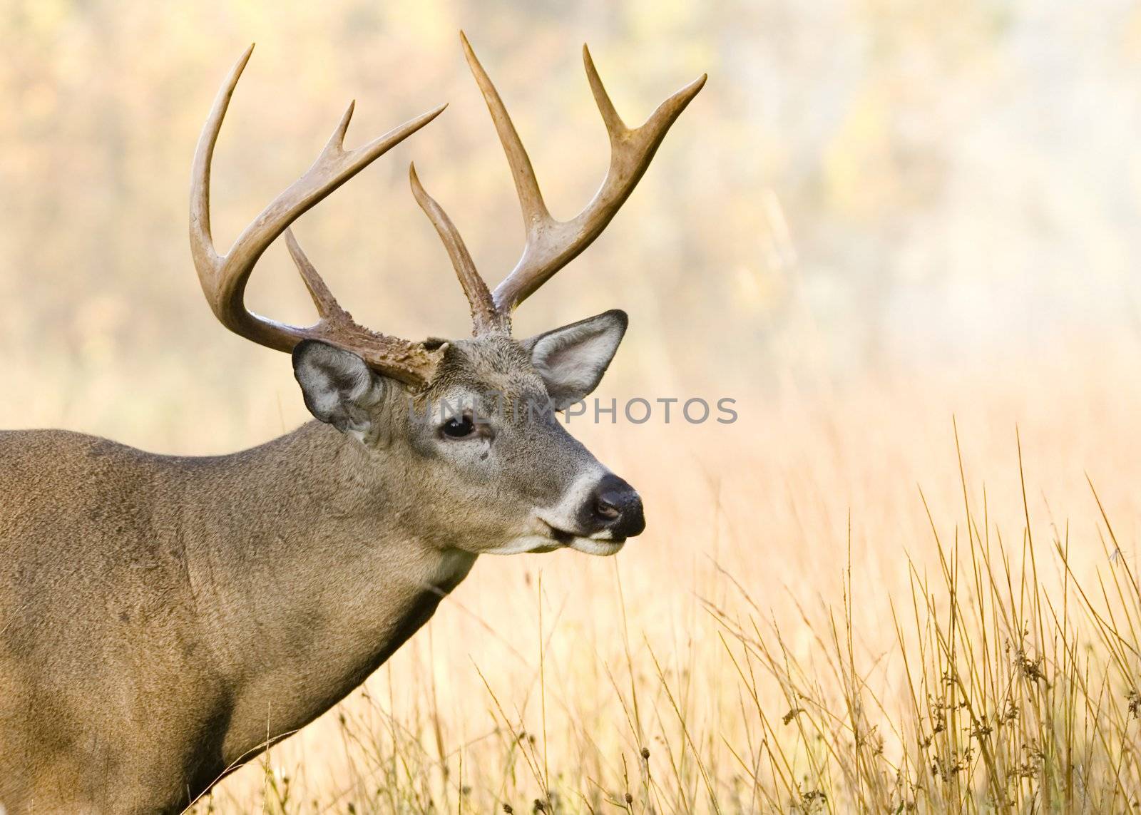 Whitetail deer buck close-up head shot.