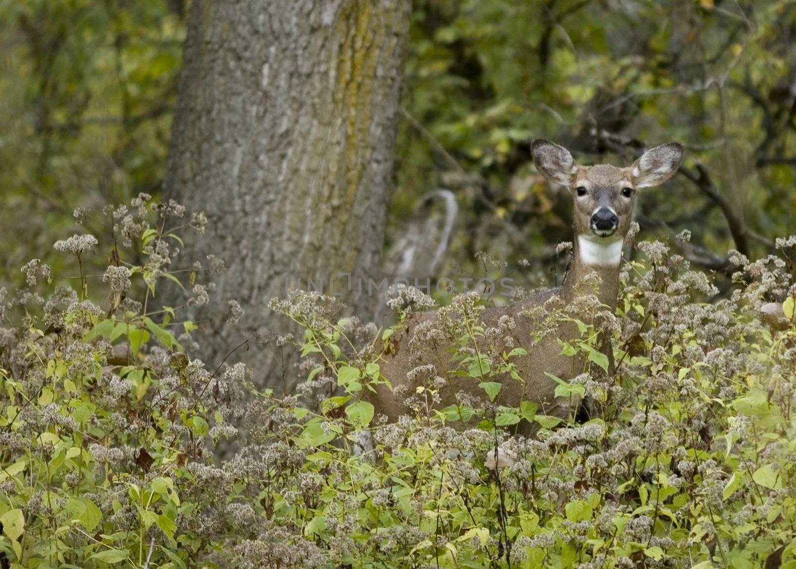 Whitetail deer doe at woods edge.