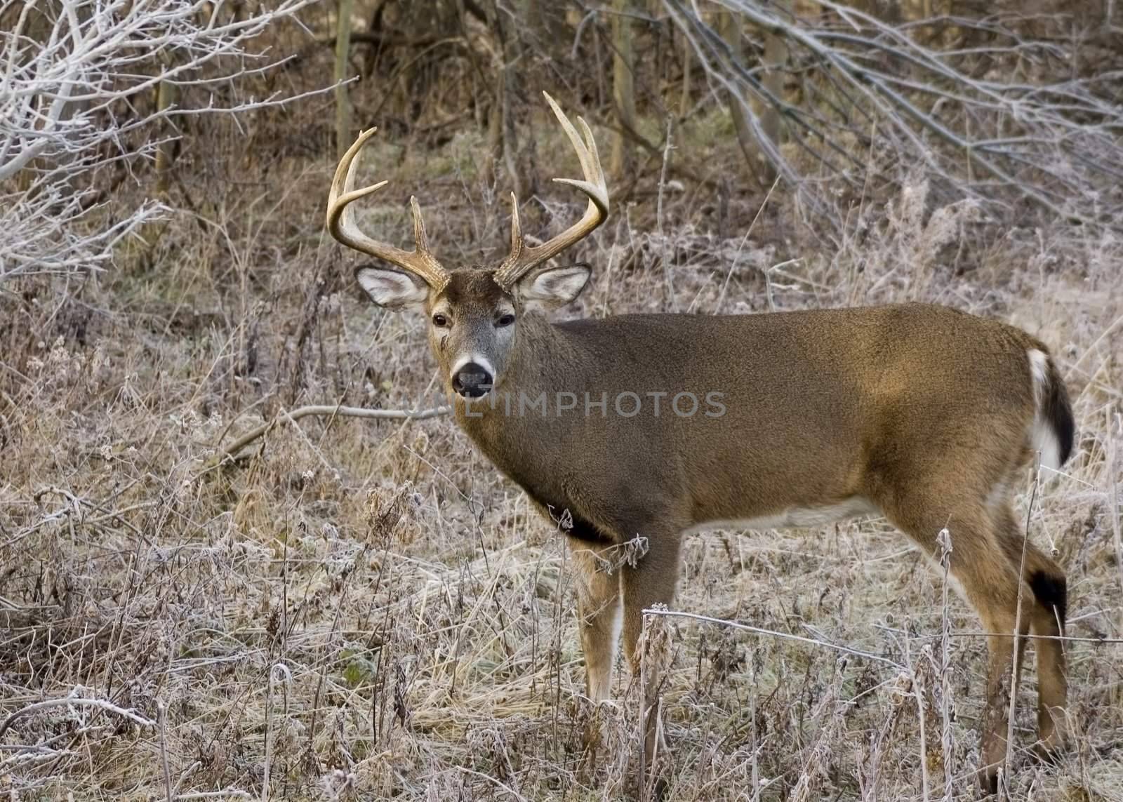 Whitetail deer buck in a field.
