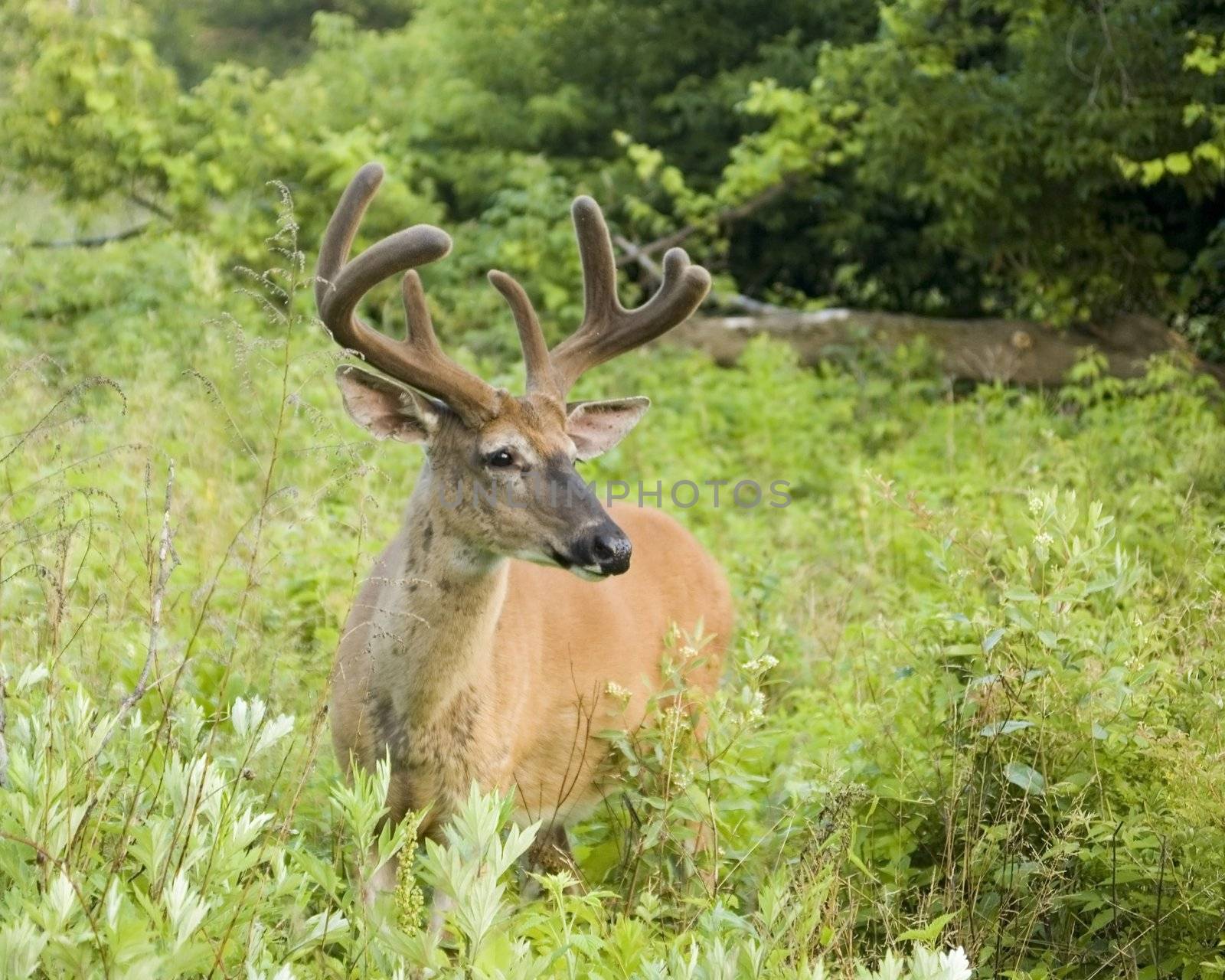 Summer Whitetail Deer by brm1949