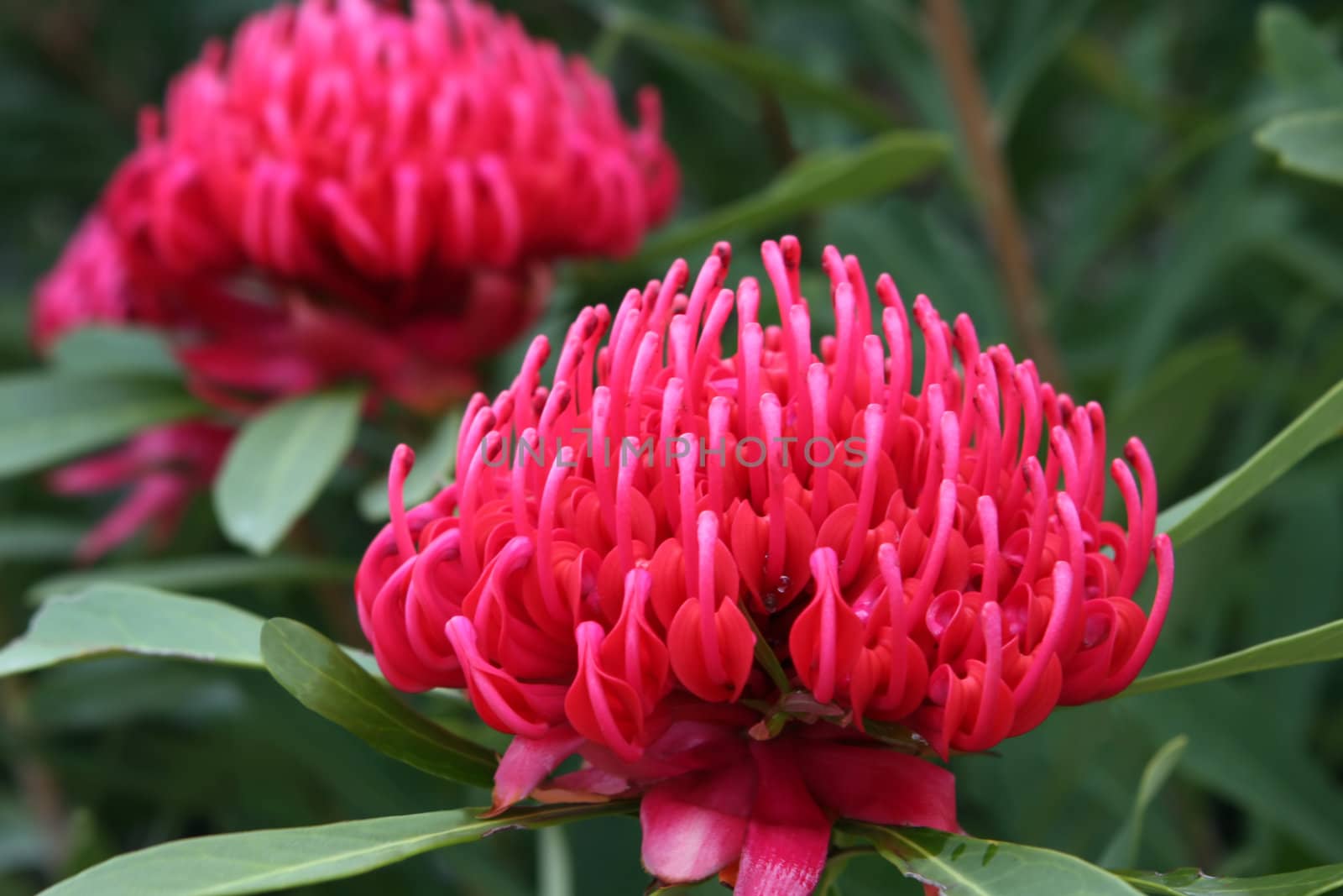 Brilliant pink waratah - Telopea Speciosissima - "Corroboree" Proteaceae.  Australian native flower.