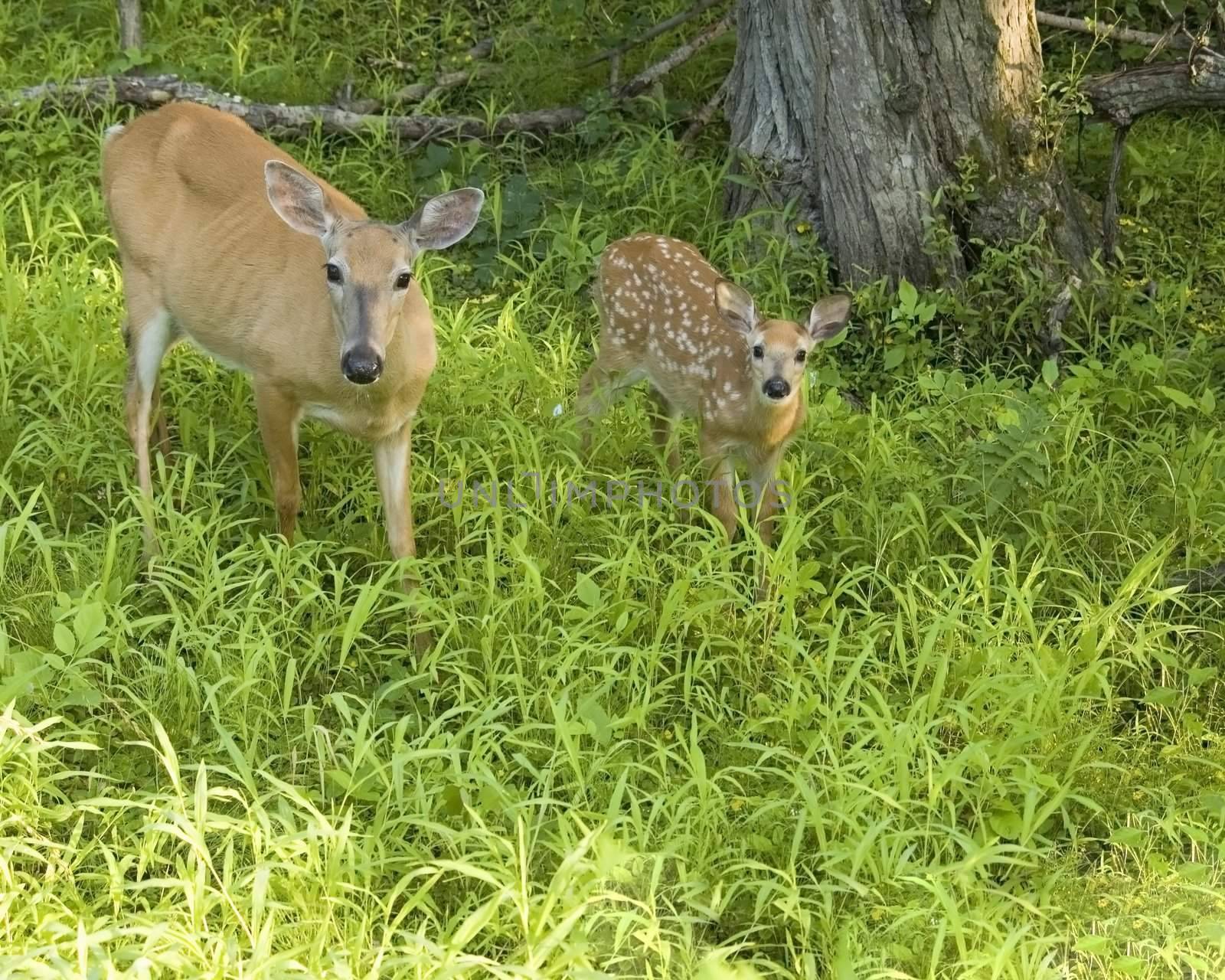 Whitetail deer and fawn standing in a field.