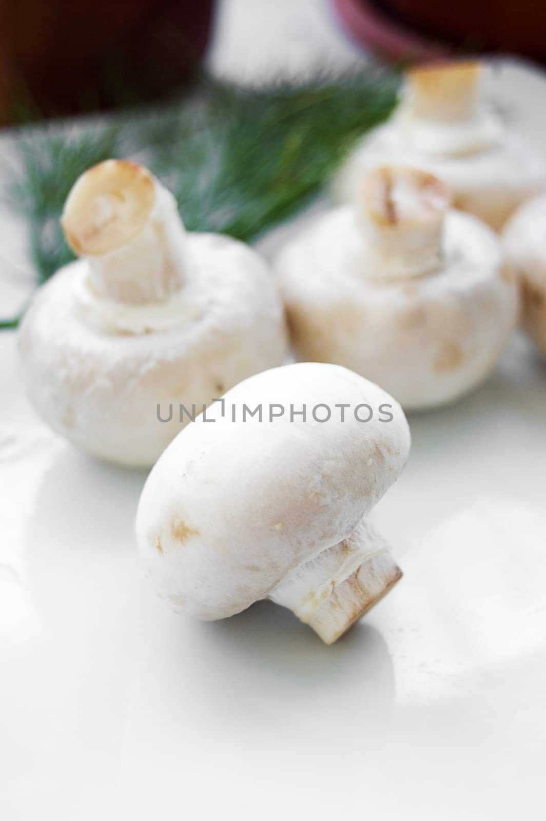 Champignon with green parsley by Angel_a