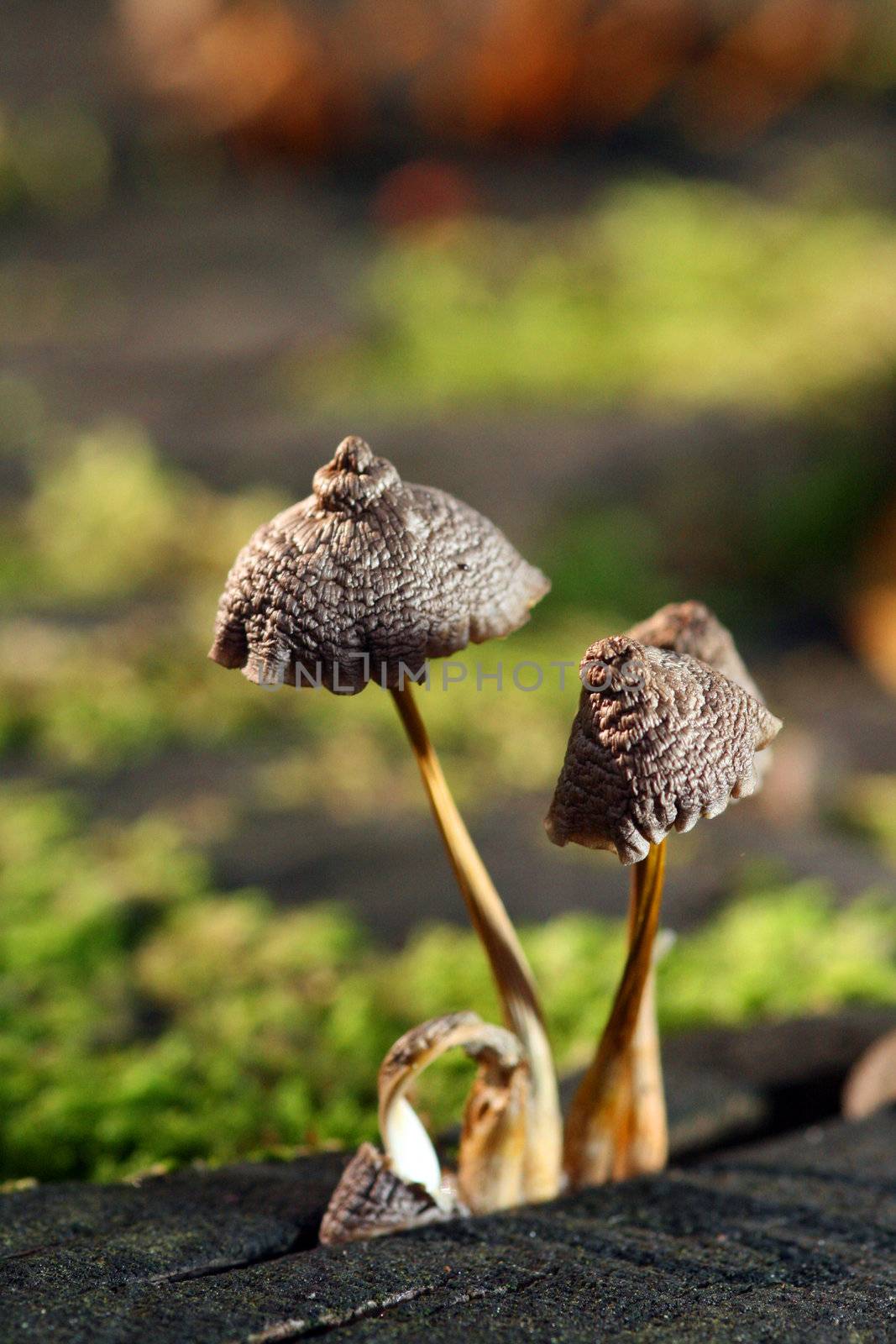 mushroom in the floor of the forest