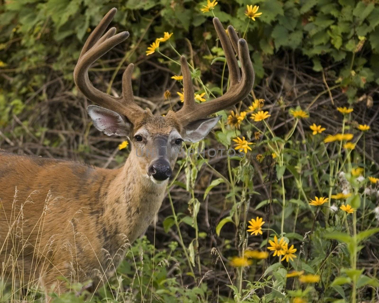 Whitetail deer buck standing in a field.