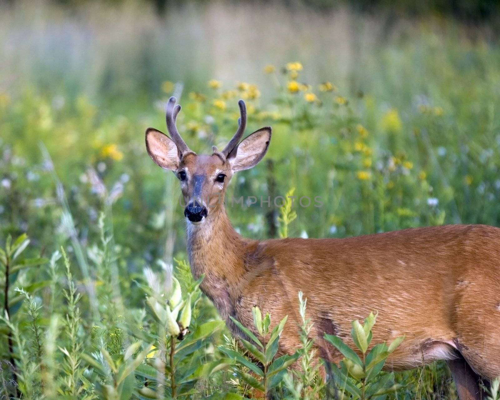 Whitetail deer buck standing in a field.