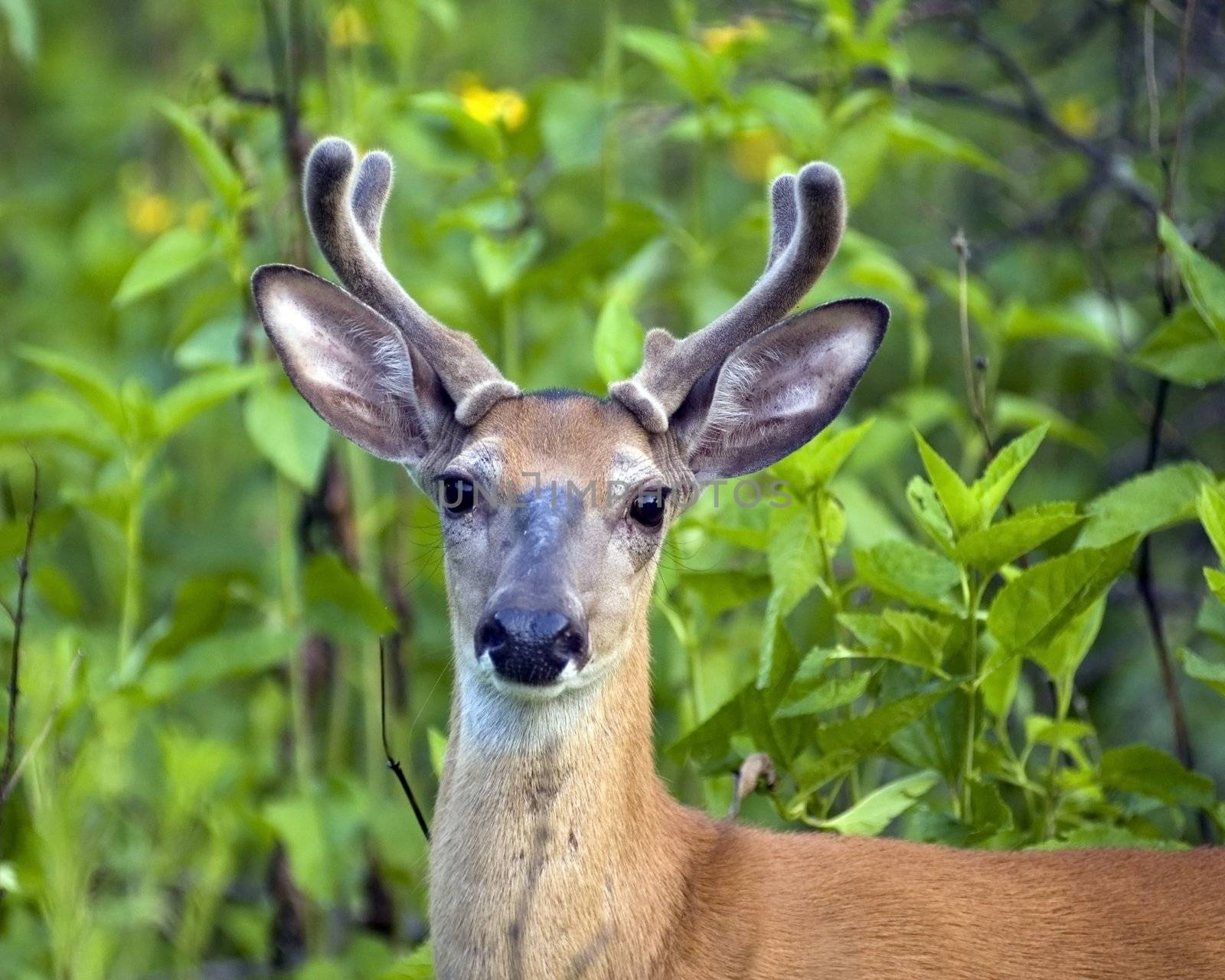 Whitetail deer buck standing in a field.