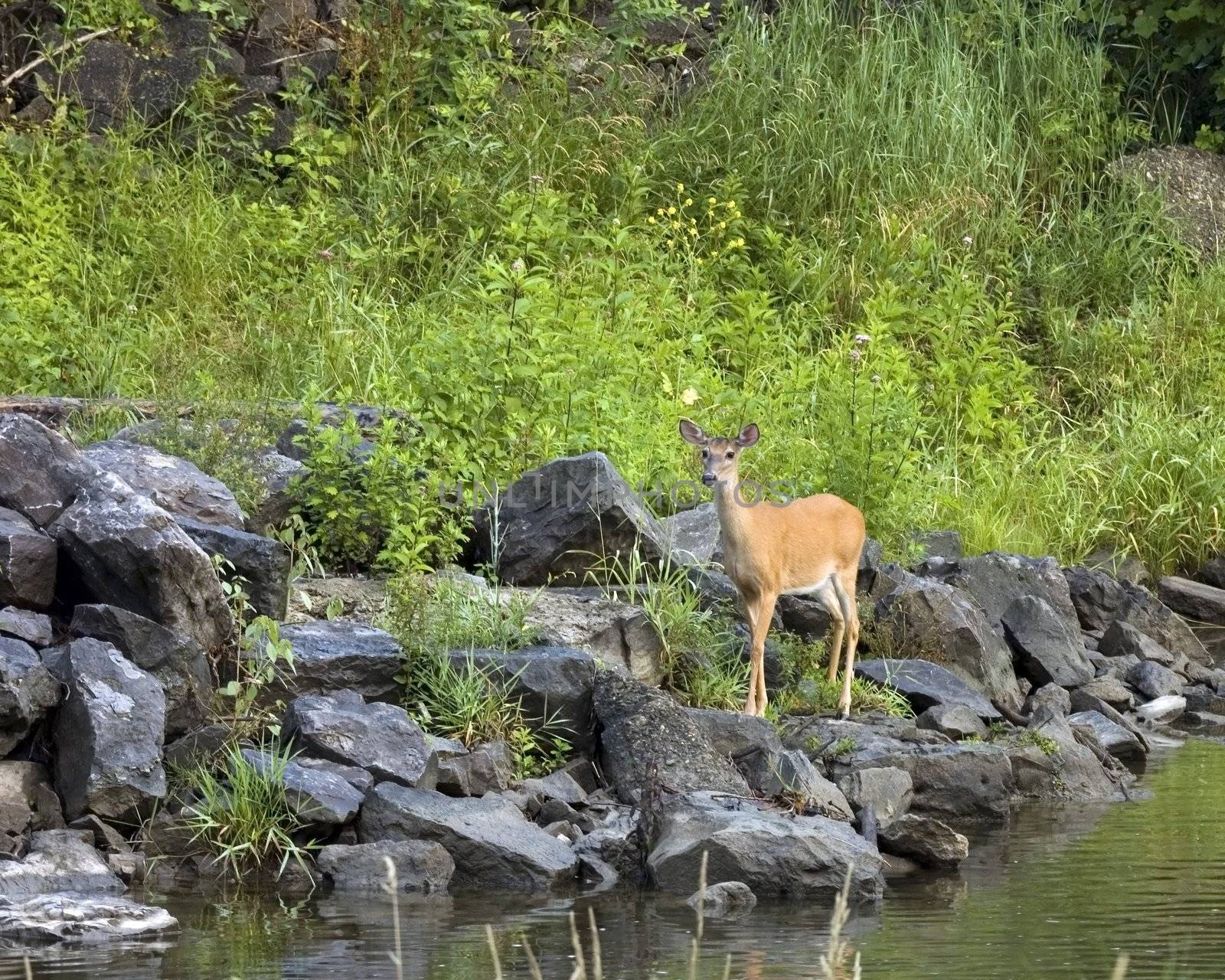 A Whitetail deer doe standing next to a stream.